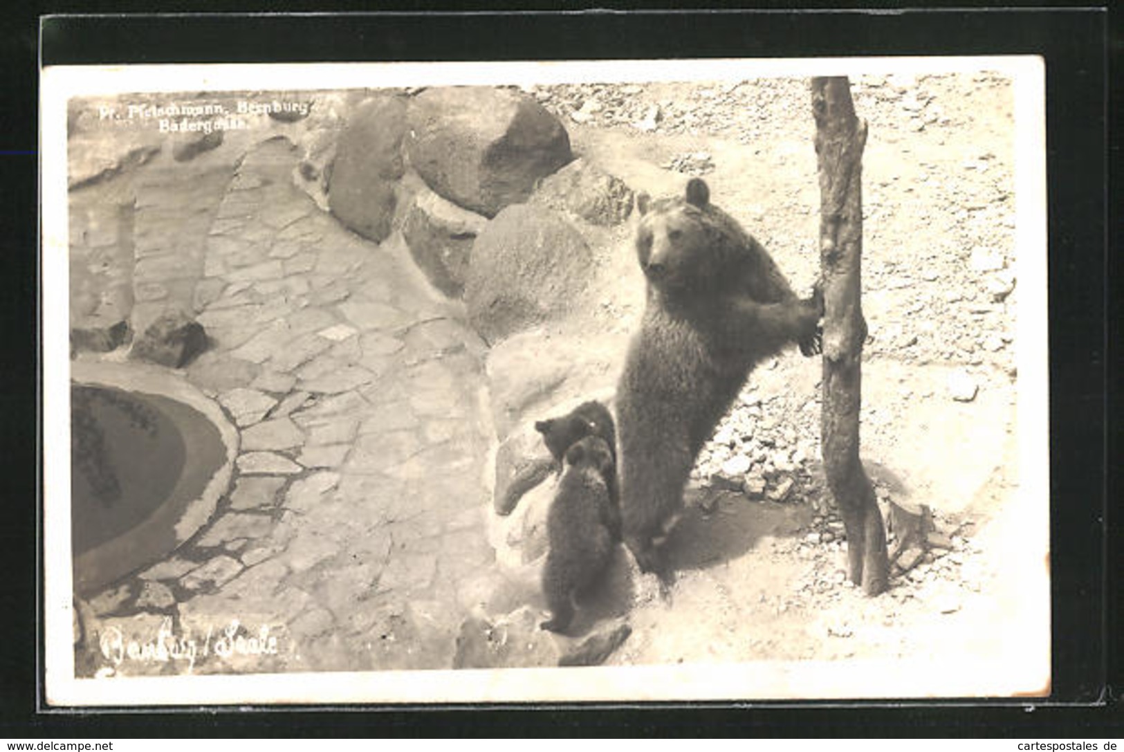 AK Bernburg / Saale, Bärin Mit Jungen Im Zwinger - Ours