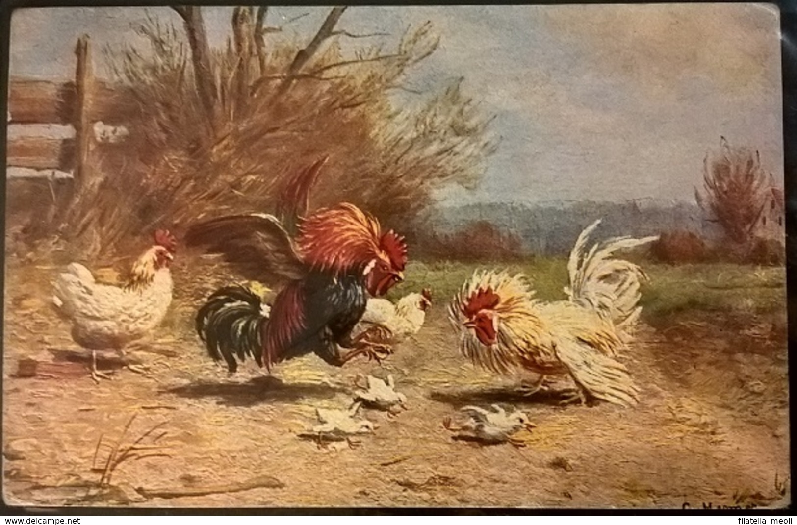 GALLO E GALLINE - Non Classificati