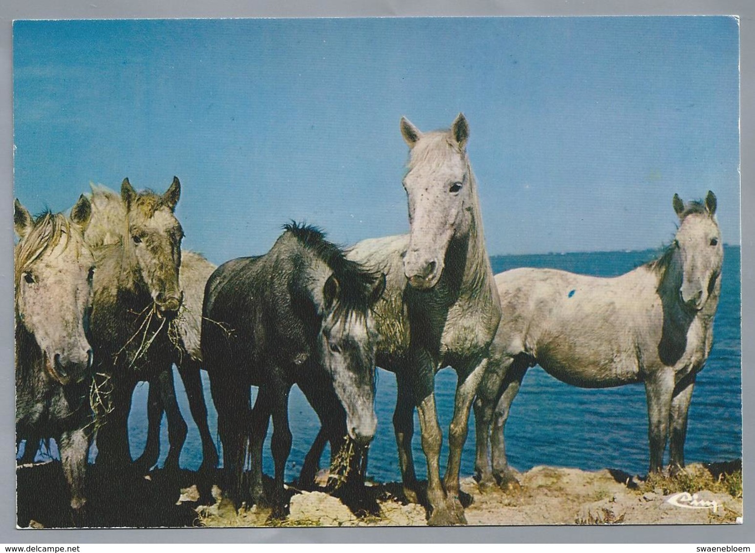 FR.- EN CAMARGUE. Manade De Chevaux. Paarden. Ongelopen - Paarden