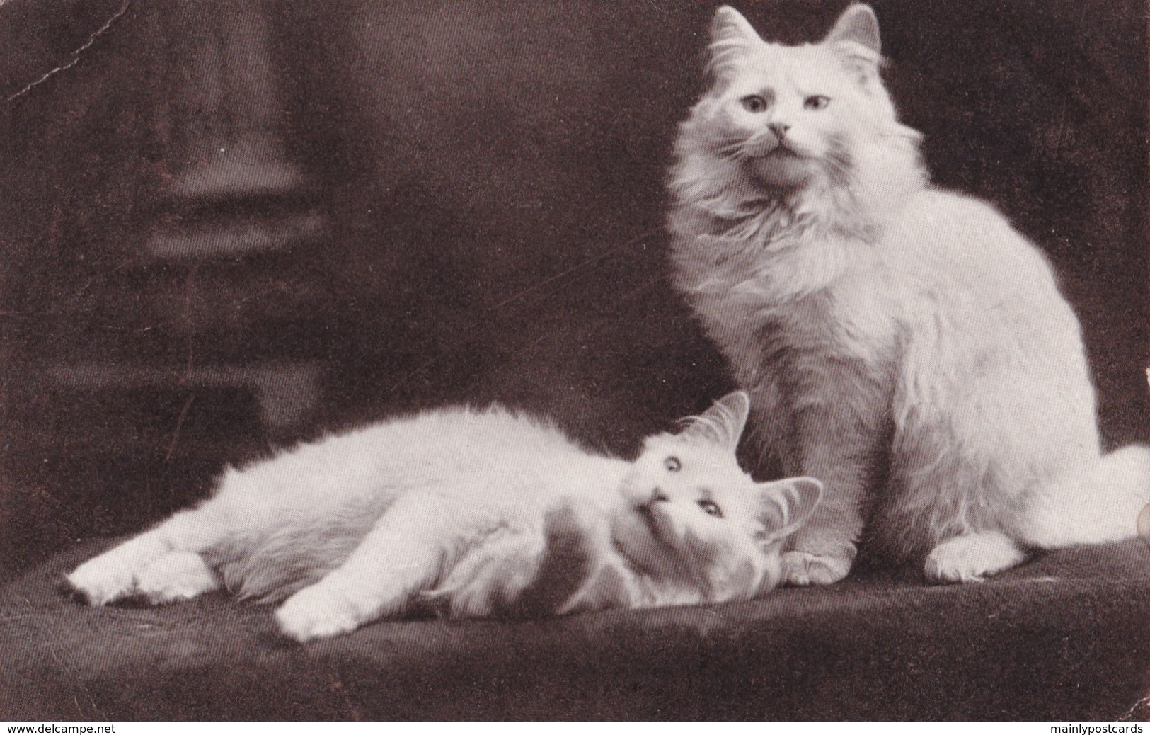 AO59 Animal Postcard - 2 White Cats - Gatti