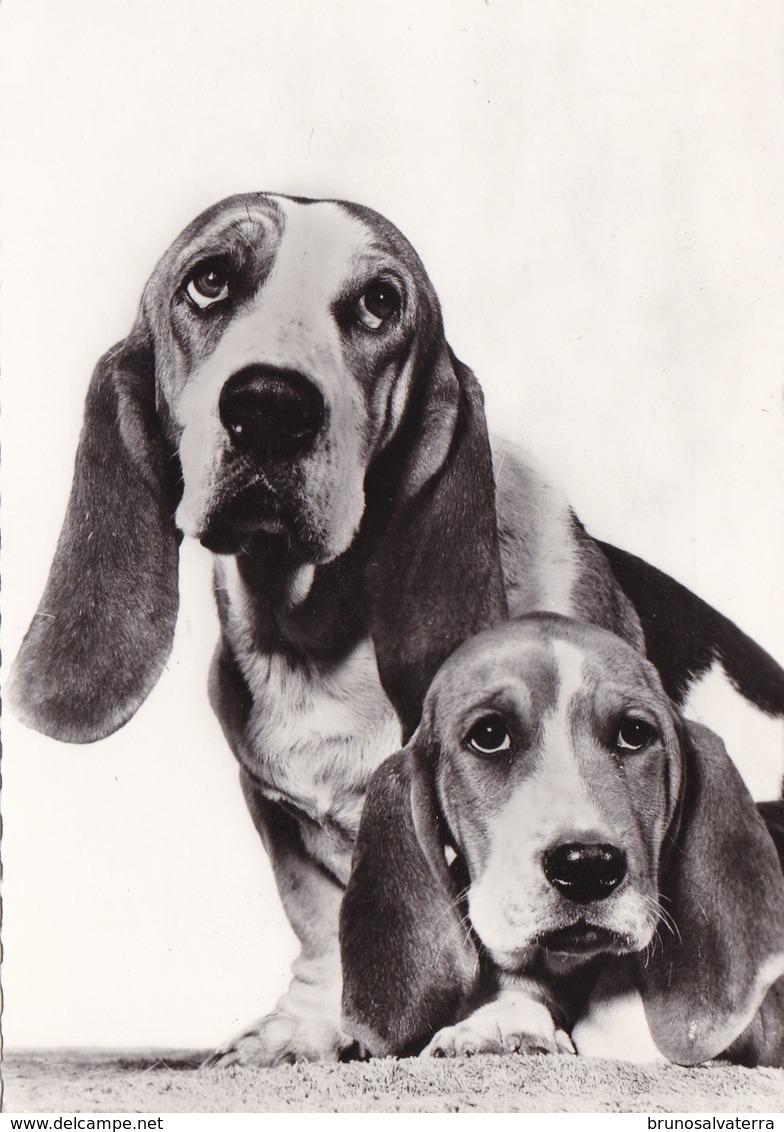 CHIENS - Basset D'Artois - Chiens