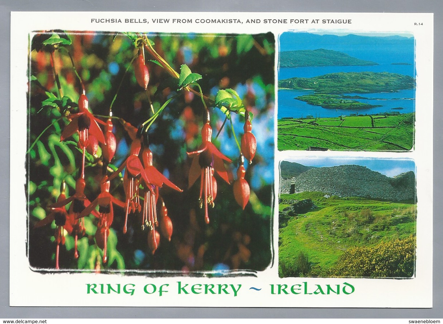 IE. IERLAND. IRELAND. RING OF KERRY. Fuchsia Bells, View From Coomakista, And Stone Fort At Staigue - Andere & Zonder Classificatie