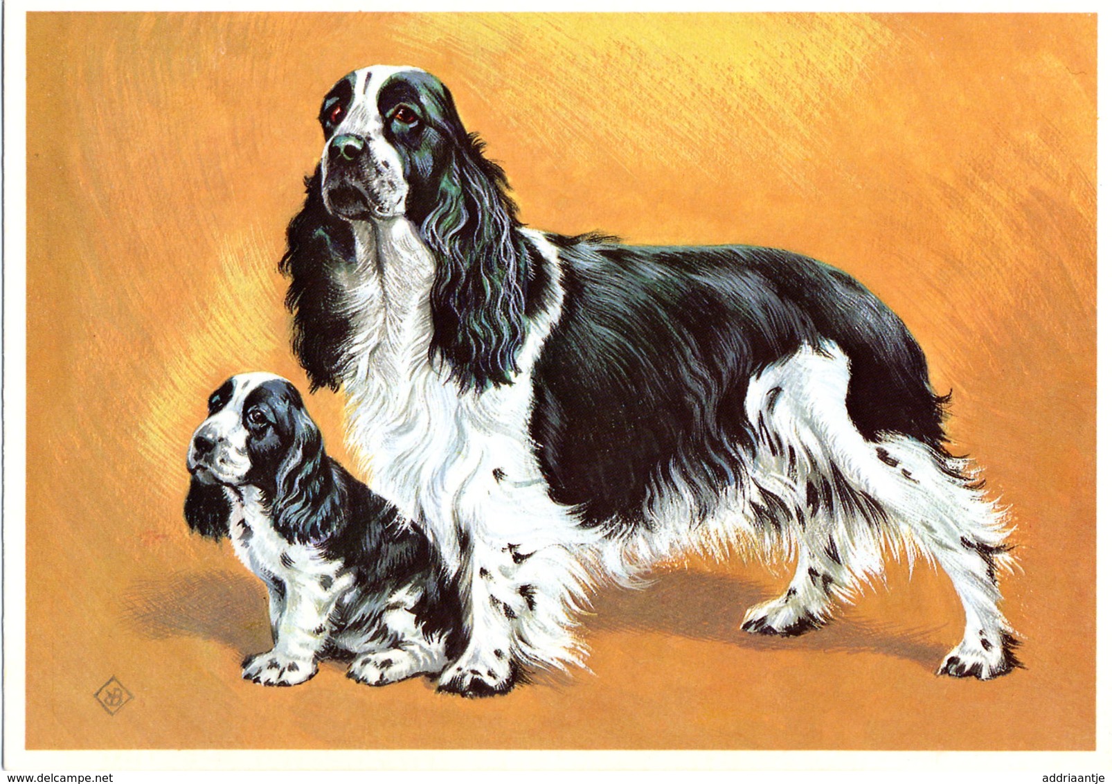 Cocker Spaniel (01D) - Chiens