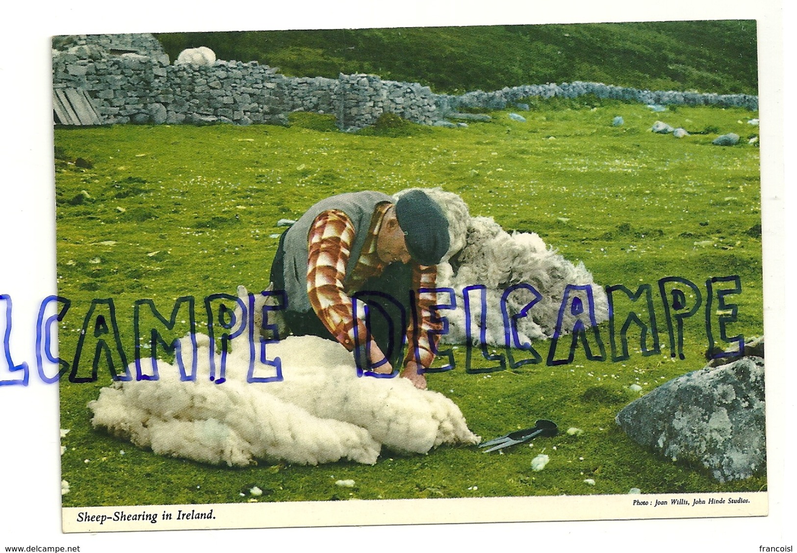 La Tonte Des Moutons. Sheep-Shearing In Ireland. Photo : Willis. John Hinde Original - Elevage