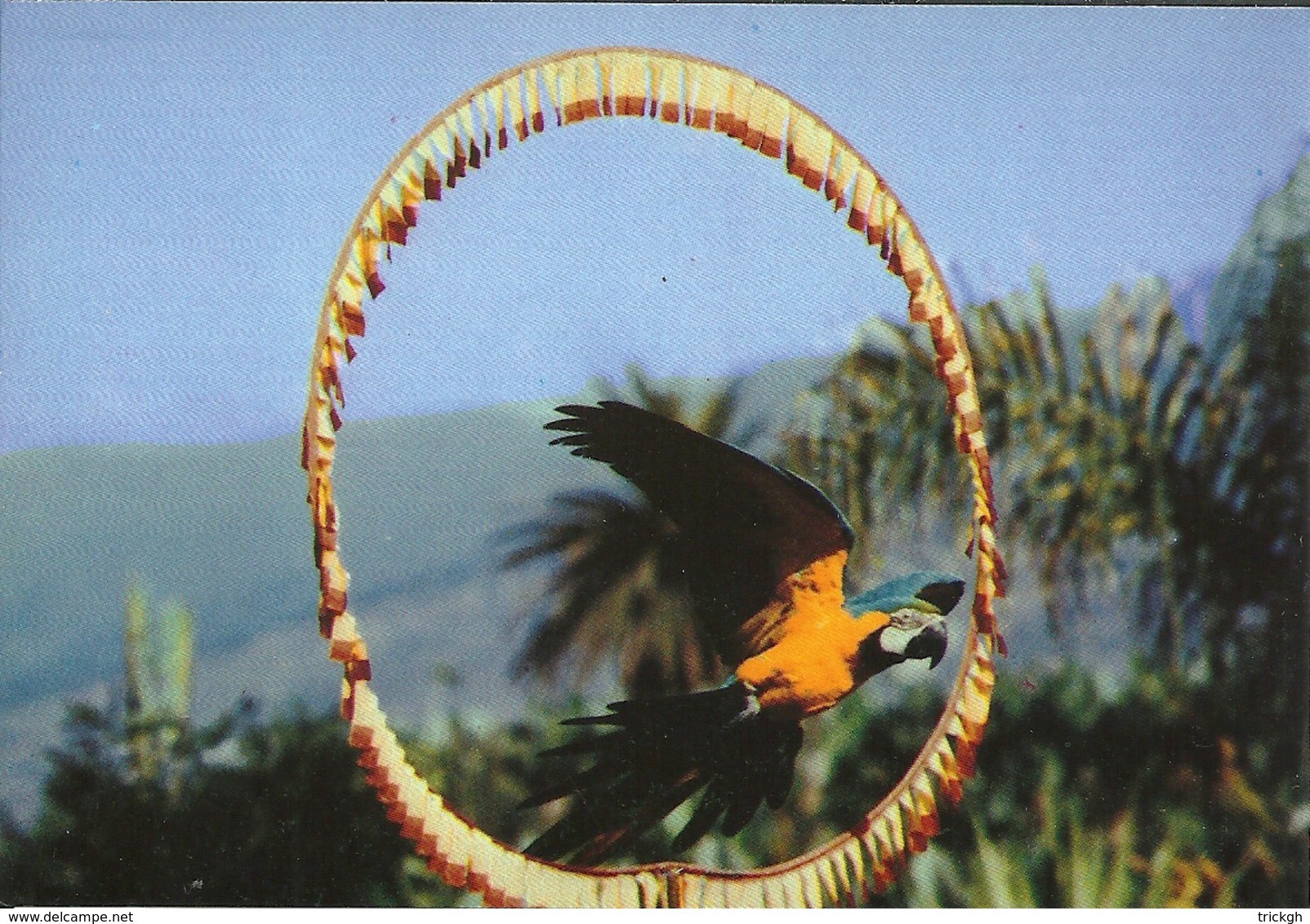 Tenerife Loro Parque / Ara Macaw - Uccelli