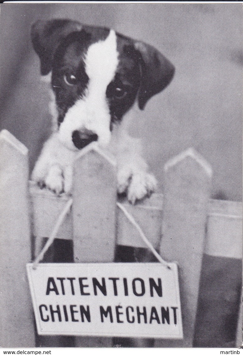 Photo René MALTETE   " Attention CHIEN Méchant " - Autres & Non Classés