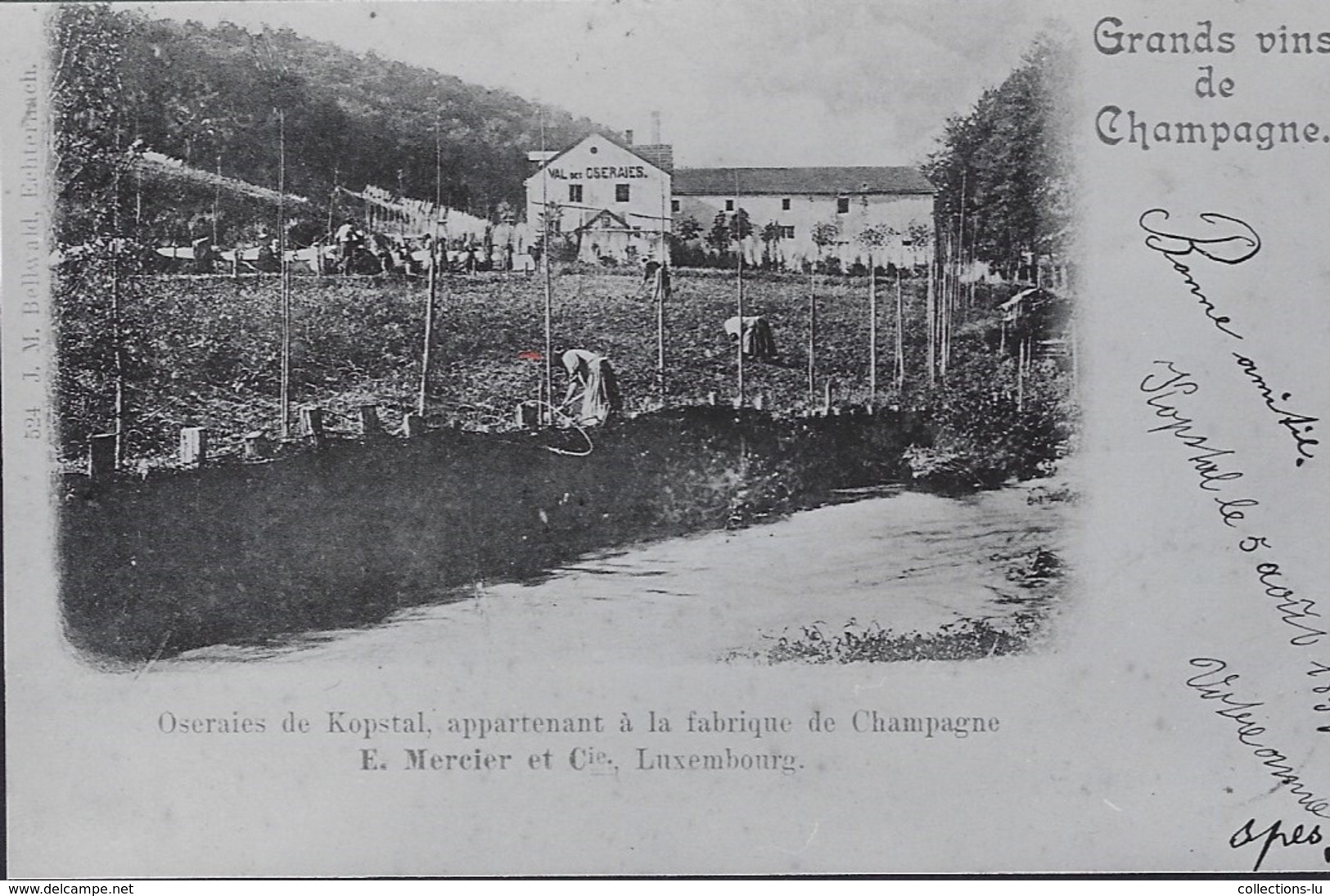 Oseraies De Kopstal, Appartenant à La Fabrique De Champagne E.MERCIER Et Co Luxembourg, Carte-photo - Autres & Non Classés