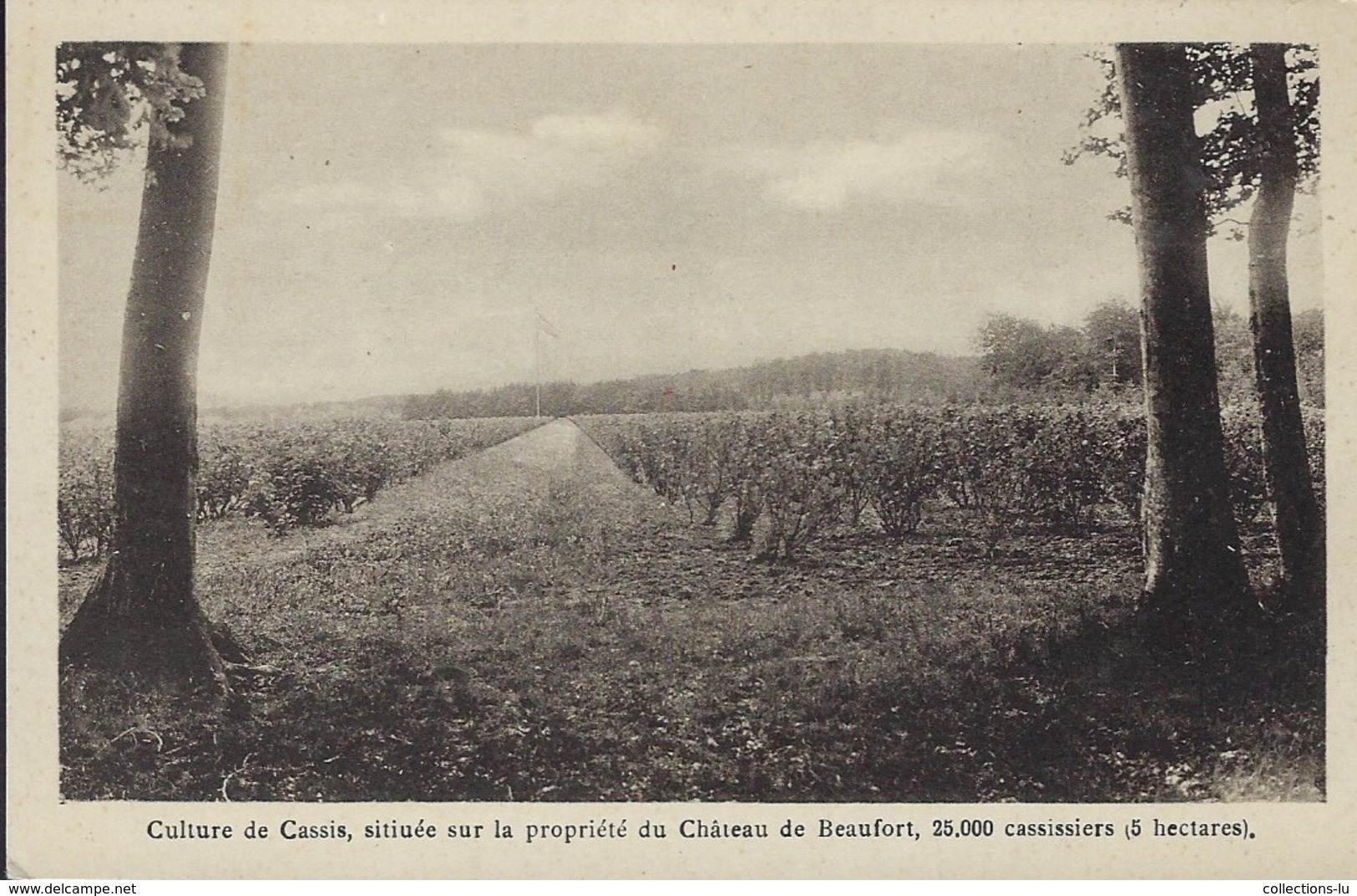 Culture De Cassis, Située Sur La Propriété Du Château De Beaufort, 25000 Cassissiers  ( 5 Hectares ) - Autres & Non Classés