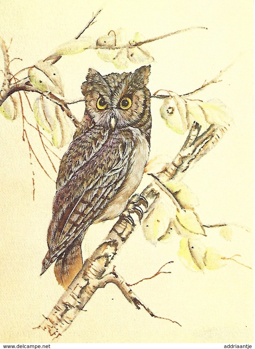 Owl, Hibou, Eule, Uil (Bob Genton) (19V) - Oiseaux