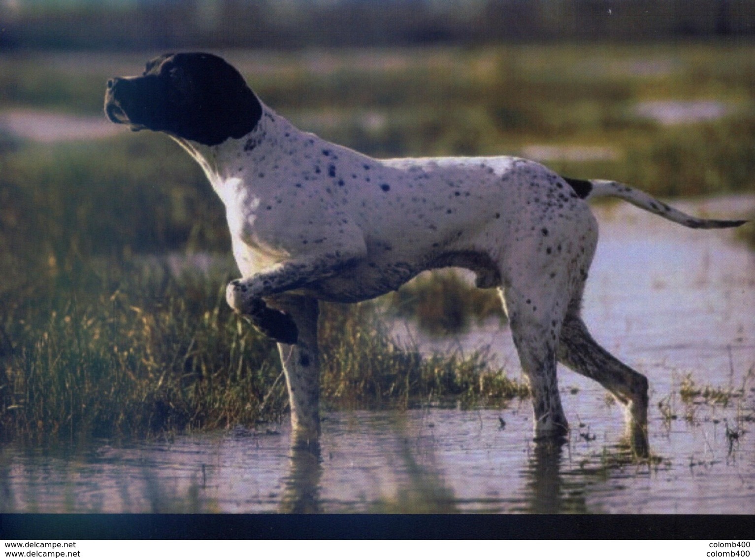 Chien  Carte Postale - Chiens