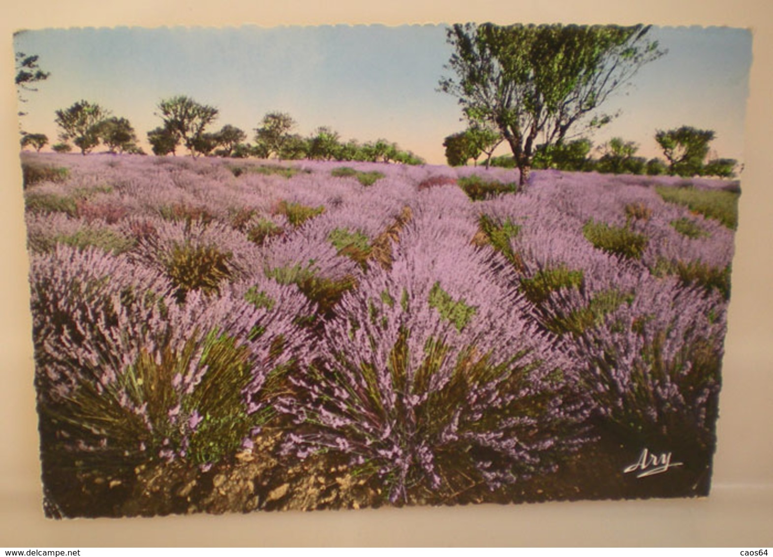 Culture Agricoltura Lavanda  Cartolina Francia Provenza 1959 - Landwirtschaftl. Anbau