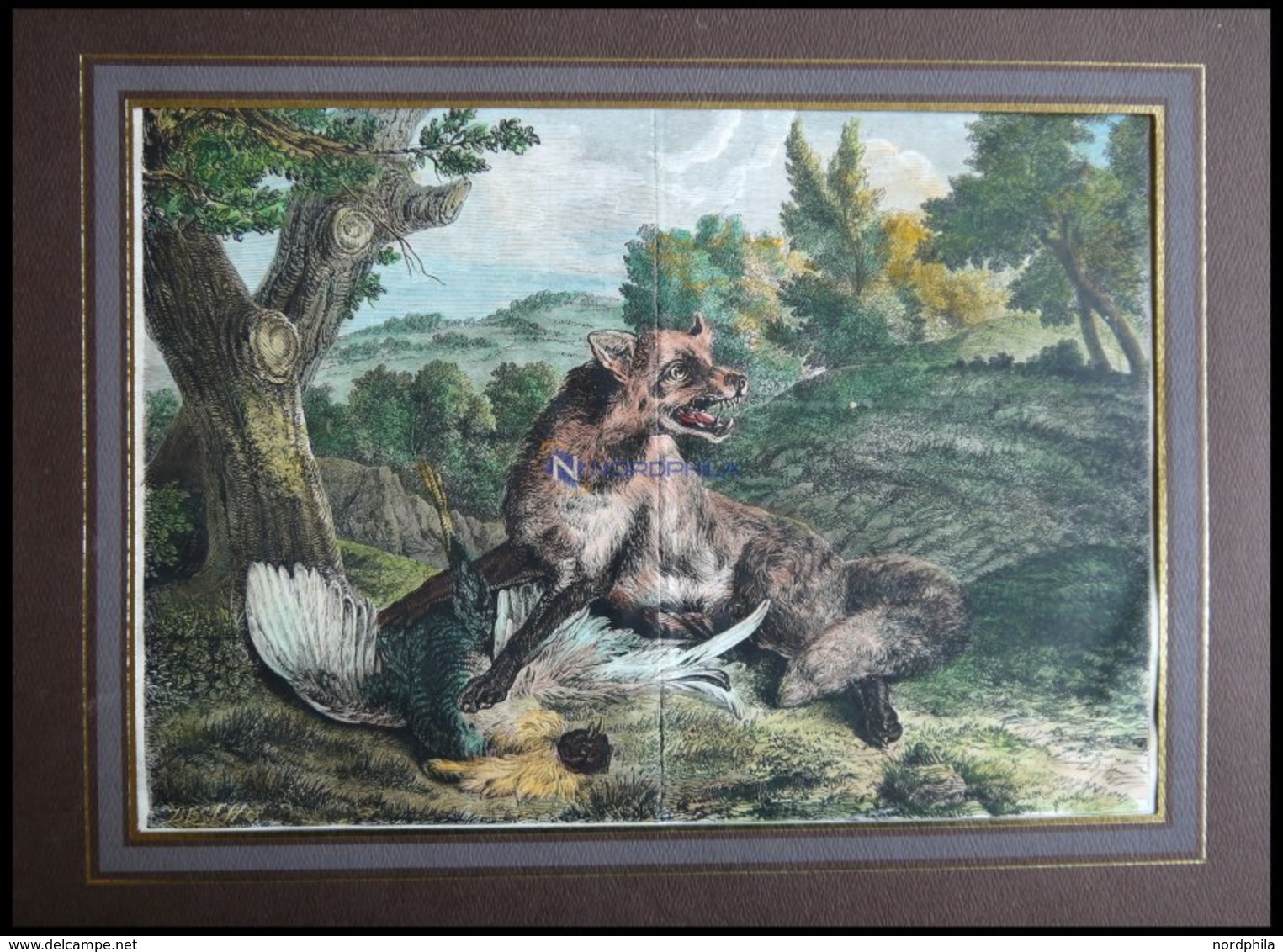 Fuchs Und Seine Beute (Fuchs Und Auerhahn), Kolorierter Holzstich Um 1880 - Litografia