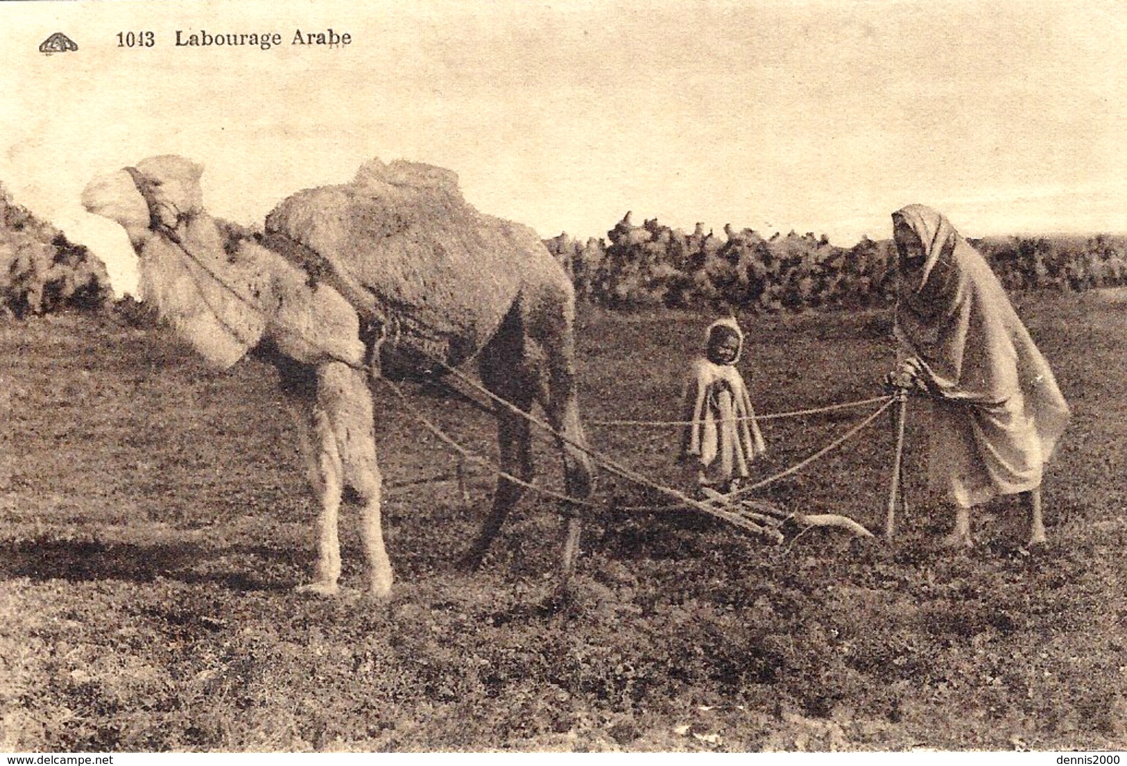 1013- Labourage  Arabe -ed. C A D  ( Avec Un Dromadaire ) - Equipos