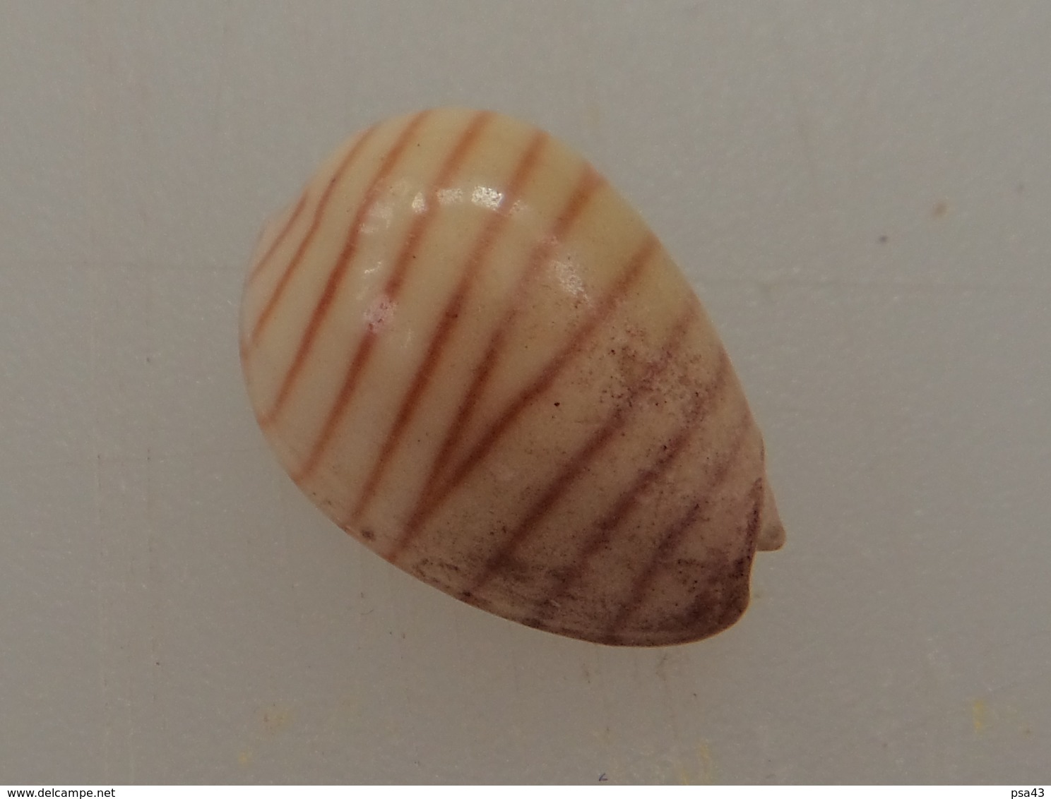 Marginella Cingulata Sénégal 17,9mm F+ N13 - Coquillages