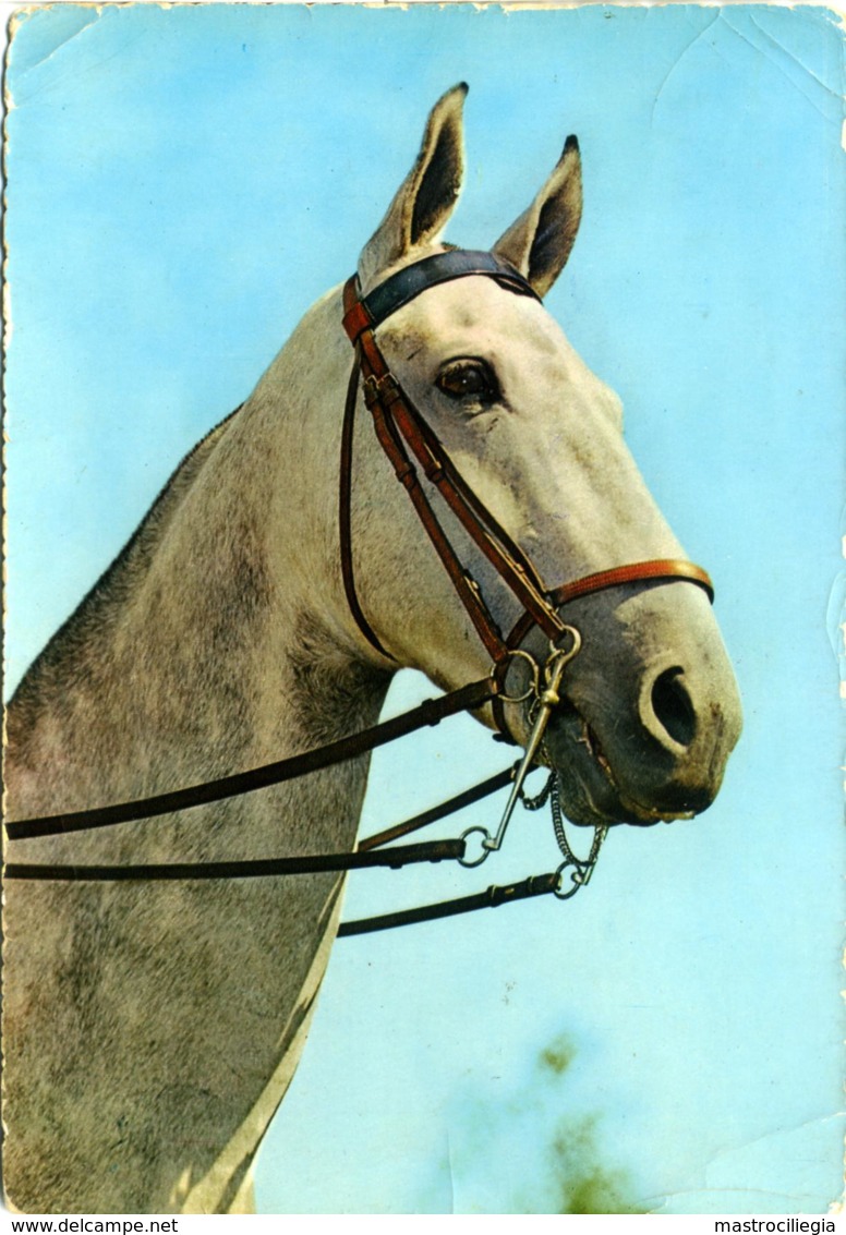 HORSE  Cavallo Grigio Con Finimenti - Paarden