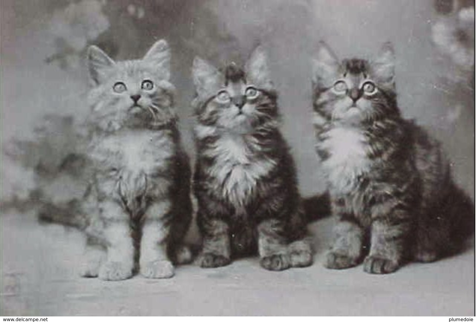 Cpa Chat , PETITS CHATS , CHATONS YEUX AU CIEL , 1905 , CAT . 3 CUTE KITTEN BRIGHT EYES   EDITEUR ROTARY PHOTO - Chats