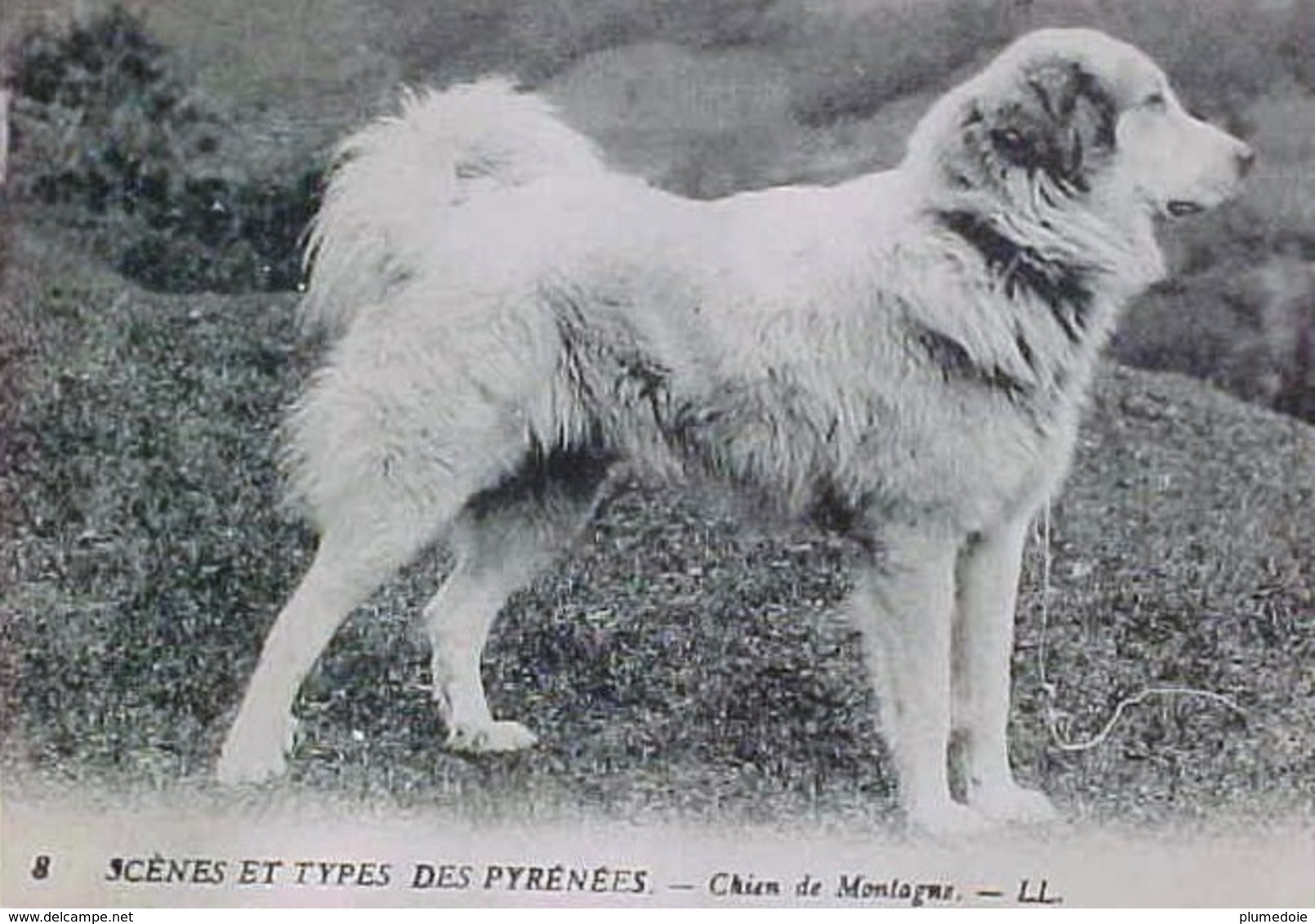 Cpa BEAU CHIEN DES PYRENEES , Chiens De MONTAGNE , 1921  CHIEN BERGER , PYRENEAN DOG , EDITEUR LL - Chiens