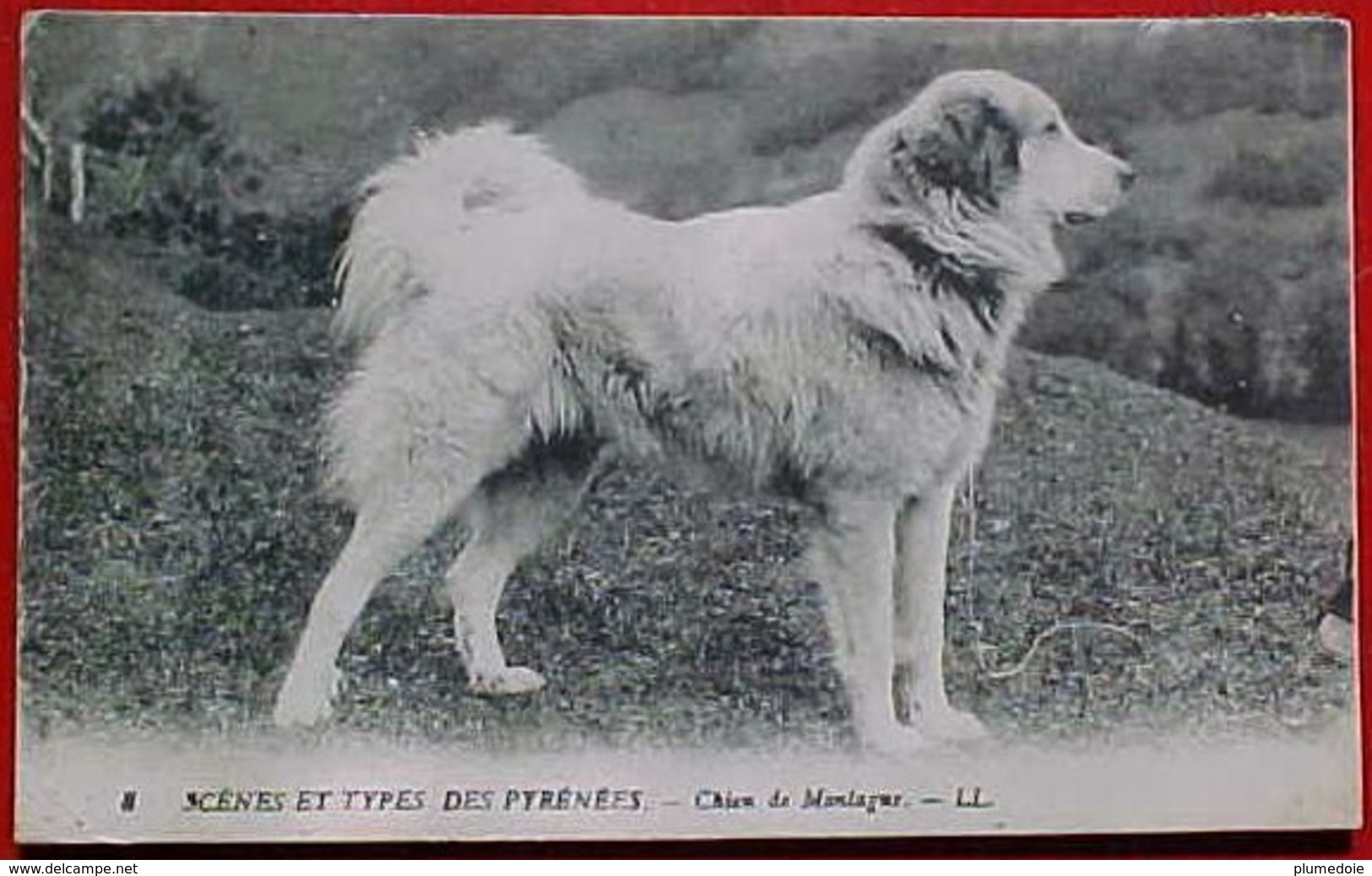 Cpa BEAU CHIEN DES PYRENEES , Chiens De MONTAGNE , 1921  CHIEN BERGER , PYRENEAN DOG , EDITEUR LL - Perros