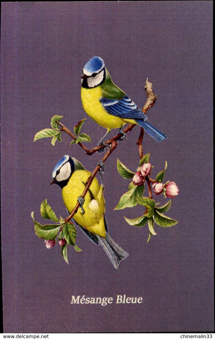 CARTE THÈME OISEAUX MÉSANGE BLEUE - Oiseaux