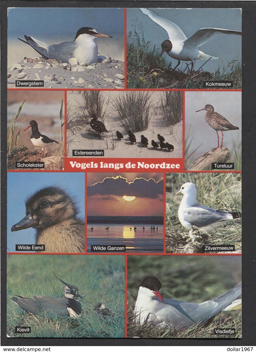 Vogels Langs De Noordzee -   Used - See The 2 Scans For Condition( Originaal) - Oiseaux