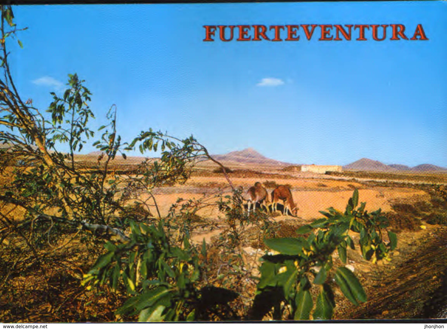 Spain - Postcard Circulated In 1980 - Fuerteventura -  - 2/scans - Fuerteventura