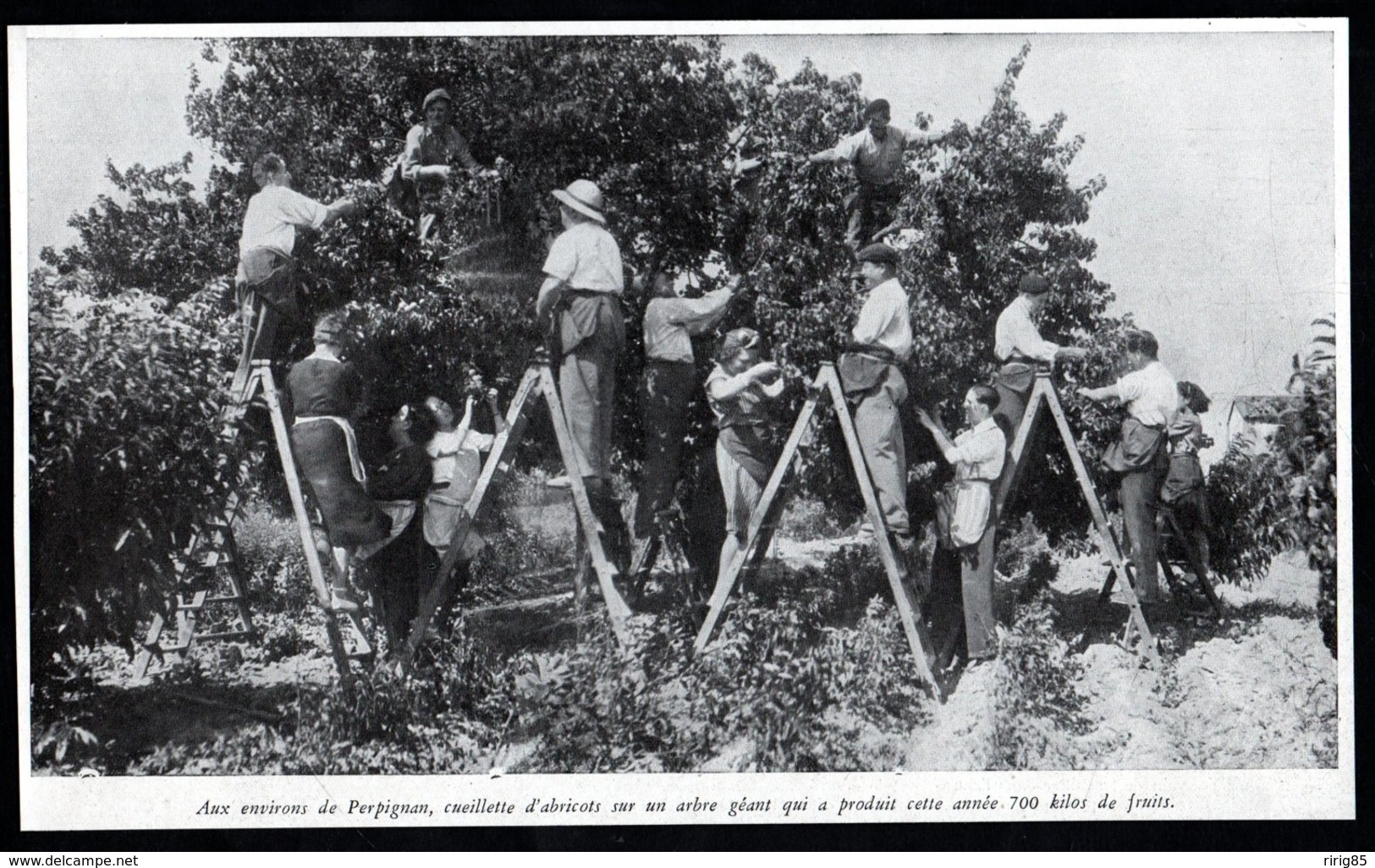 1941  --  AUX ENVIRONS DE PERPIGNAN  CUEILLETTE D ABRICOTS    3Q732 - Non Classés