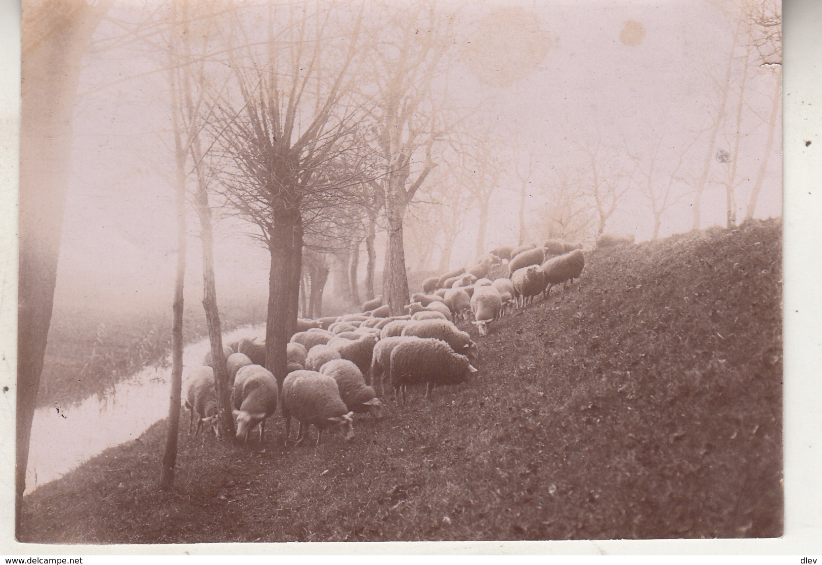 Dijk - Vlassenbroeck - Schapen - 1895 - Foto Formaat 8 X 11 Cm - Lieux