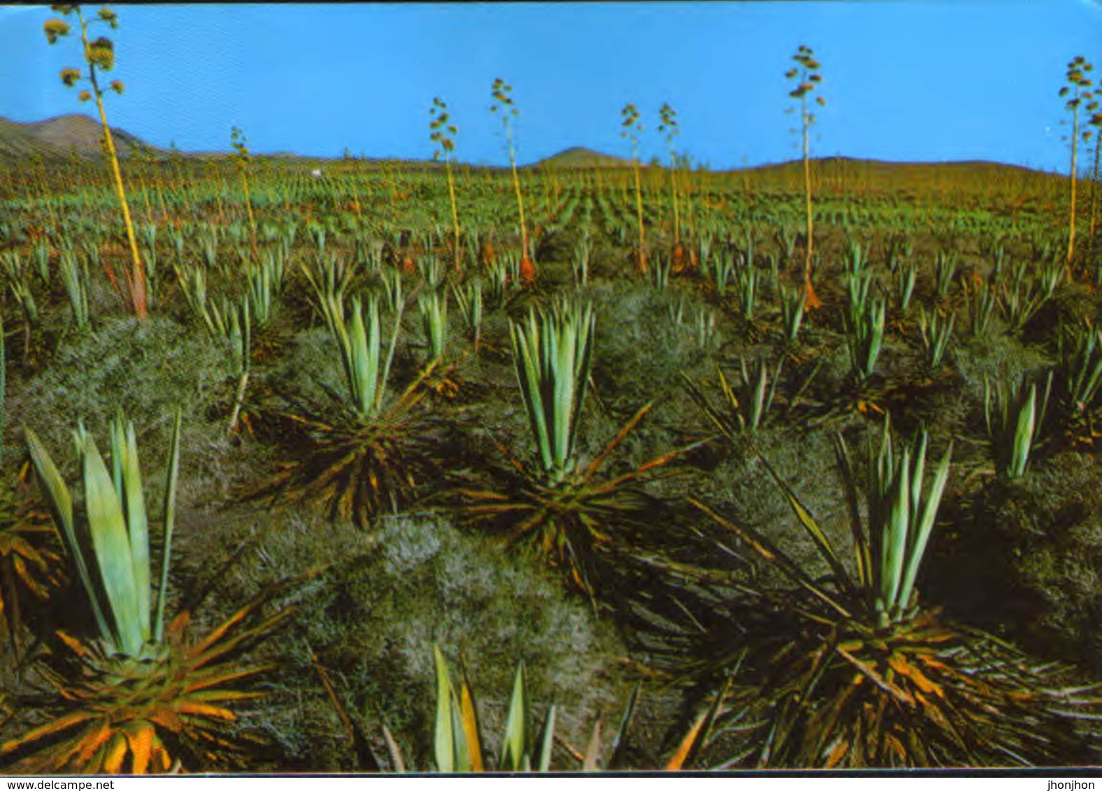 Spain - Postcard Circulated In 1980 -  Fuerteventura - Typical Henequén Crop - 2/scans - Fuerteventura