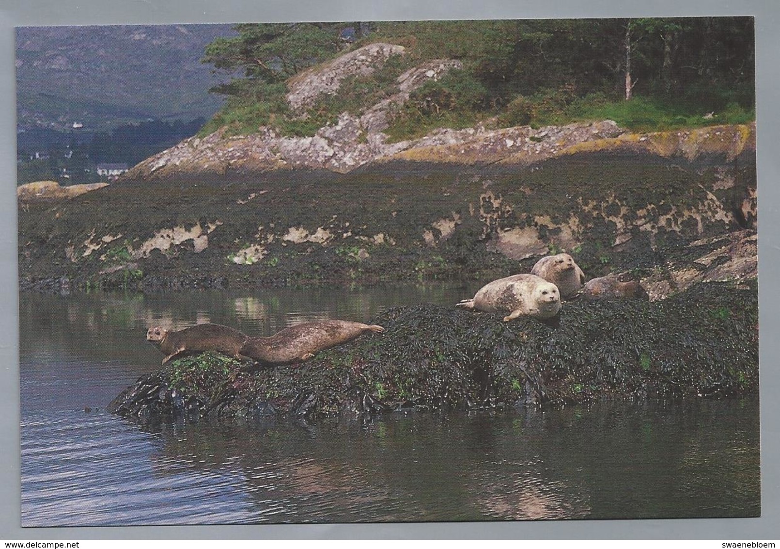 IE. IERLAND. IRELAND. ILNACULLIN - GARINISH ISLAND, Co. CORK. Seals. Robben. Zeehonden. - Andere & Zonder Classificatie