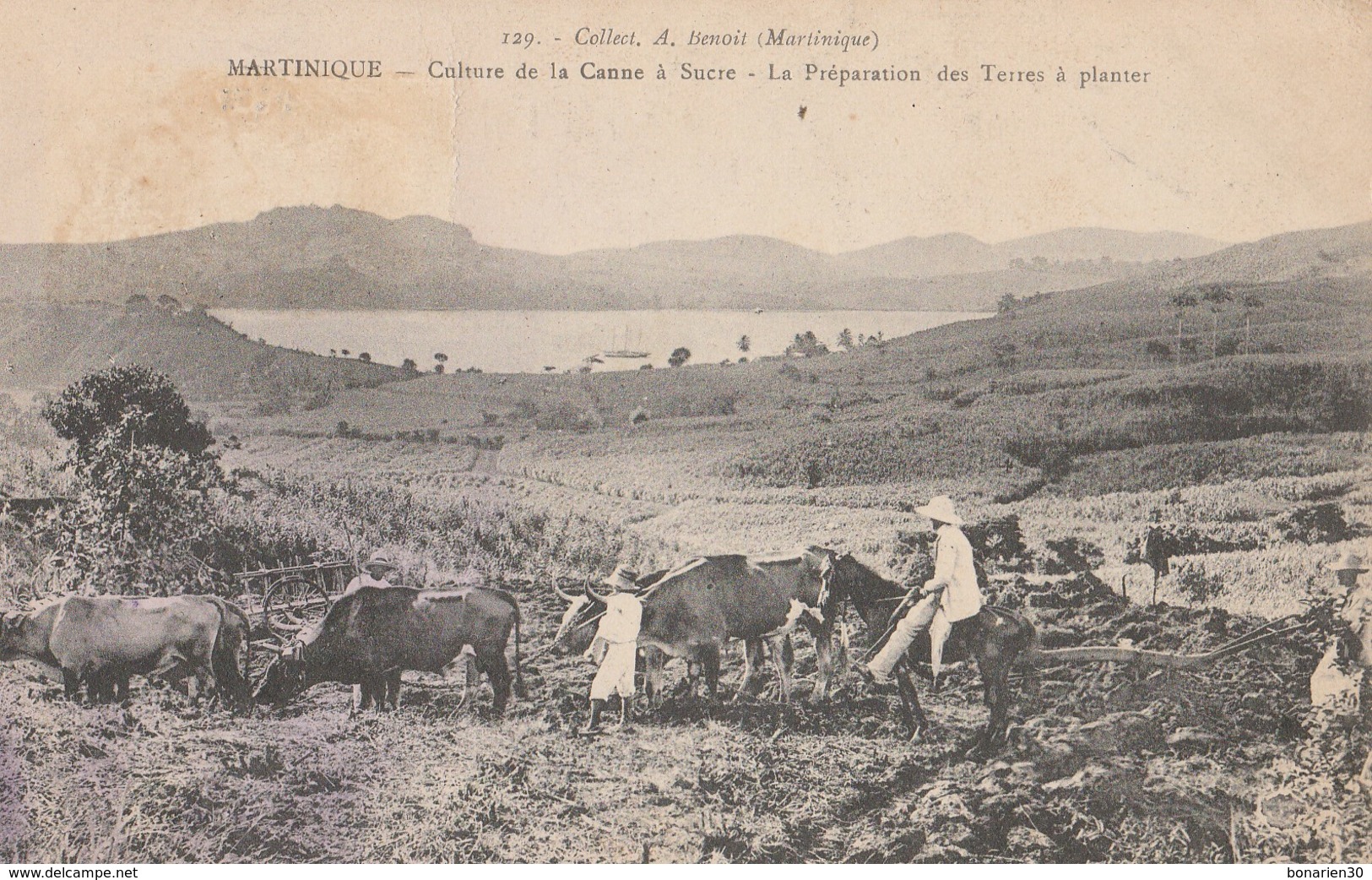 CPA  MARTINIQUE CULTURE CANNE A SUCRE PREPARATION DES TERRES A PLANTER  ATTELAGE - Altri & Non Classificati