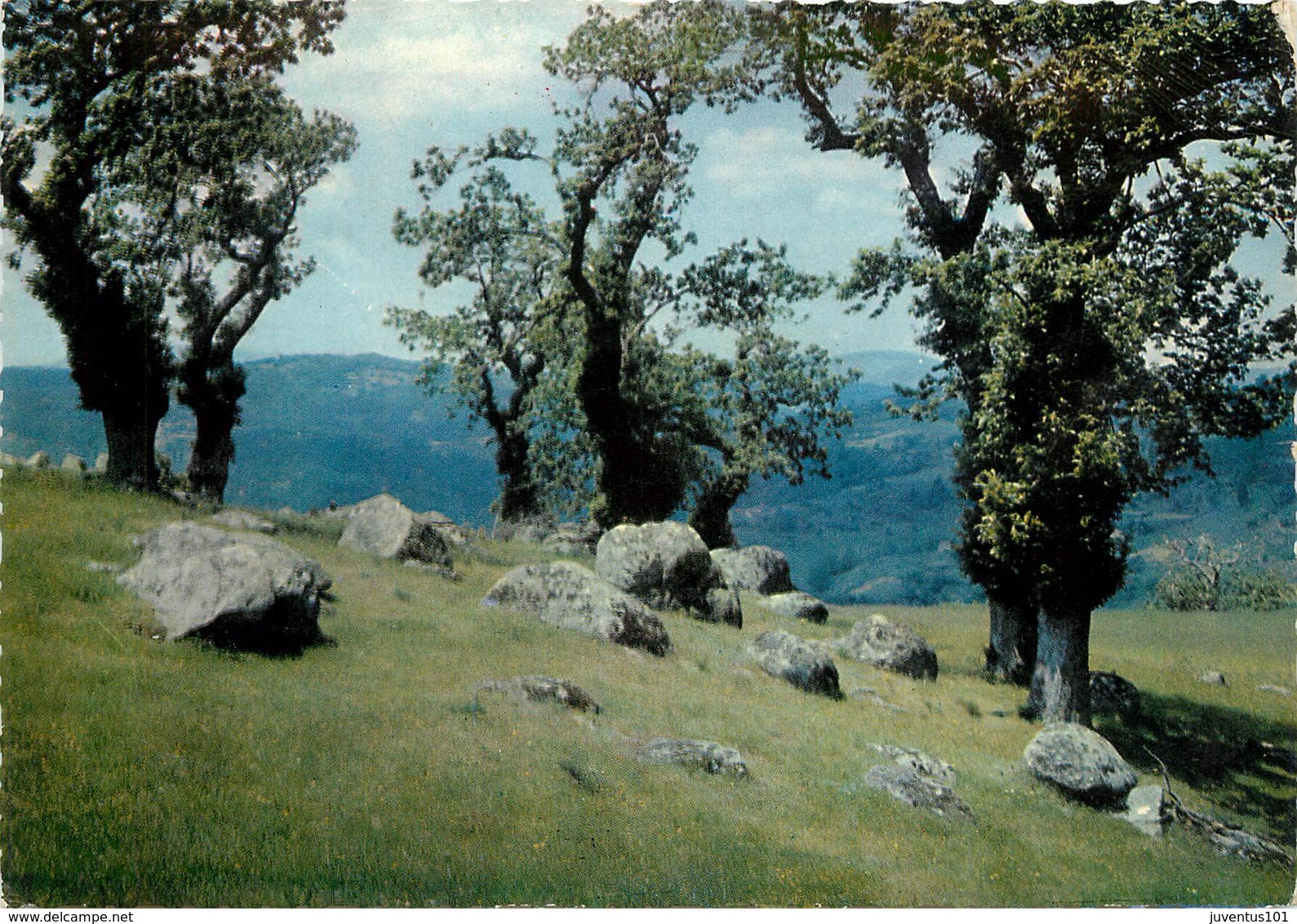 CPSM Les Châtaigniers                        L2781 - Arbres