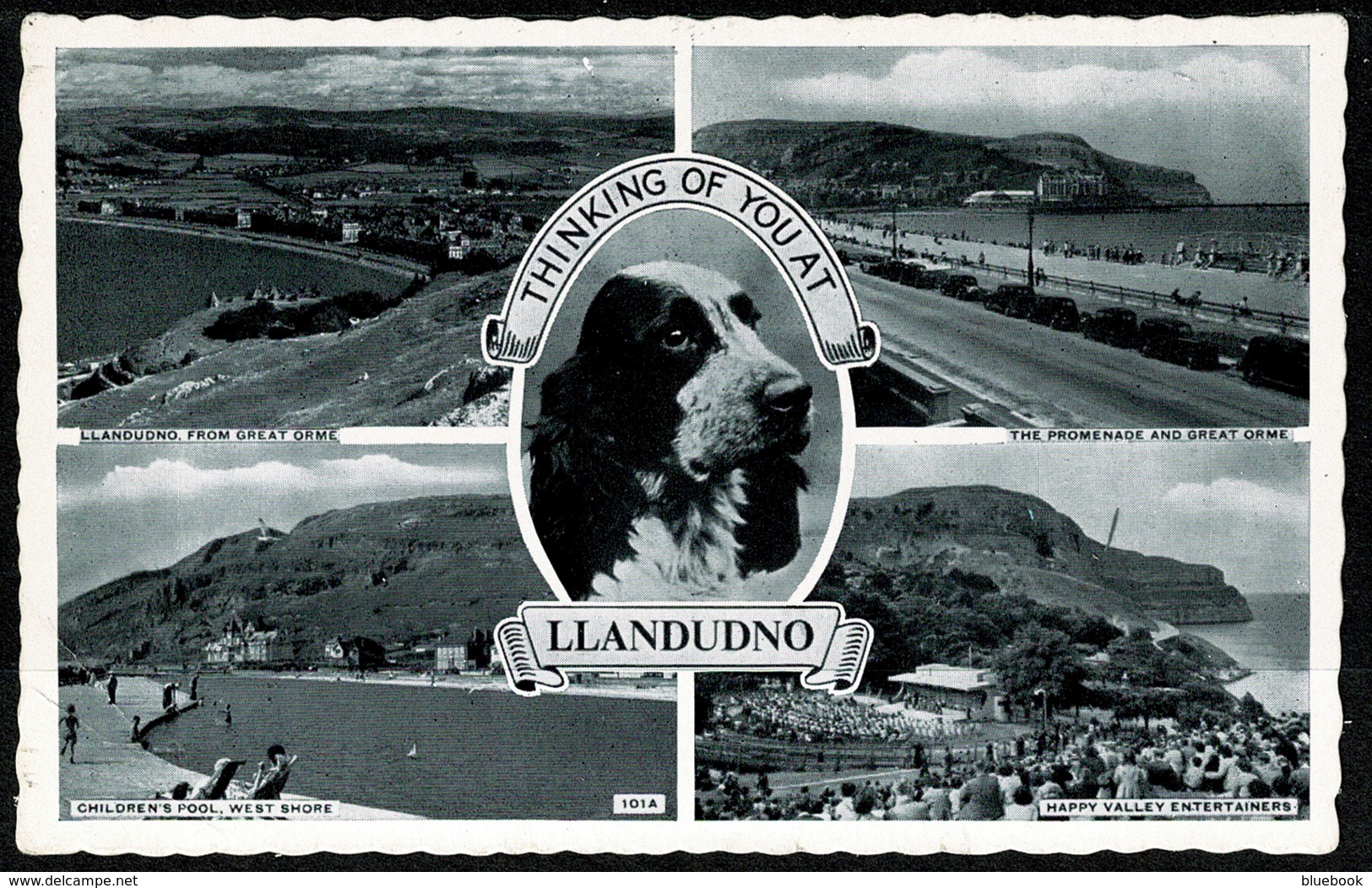 Ref 1276 - 1962 Multiview Postcard - Spaniel Dog - Llandudno Caernarvonshire Wales - Caernarvonshire