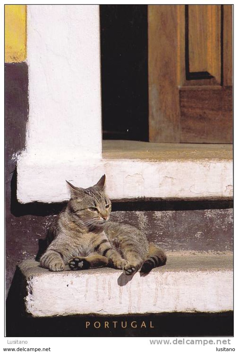 Portugal Cat Cats Chat Chats ( 2 Scans ) - Chats