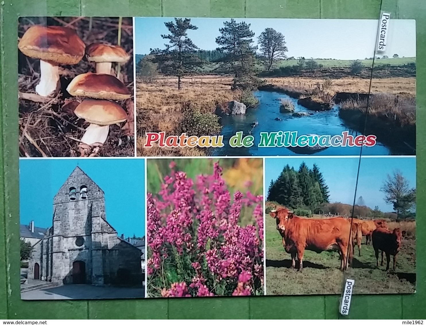 KOV 1148 - LIMOUSIN, PLATEAU DE MILLEVACHES, Champignon, Mushroom, COW, VACHE - Sonstige & Ohne Zuordnung