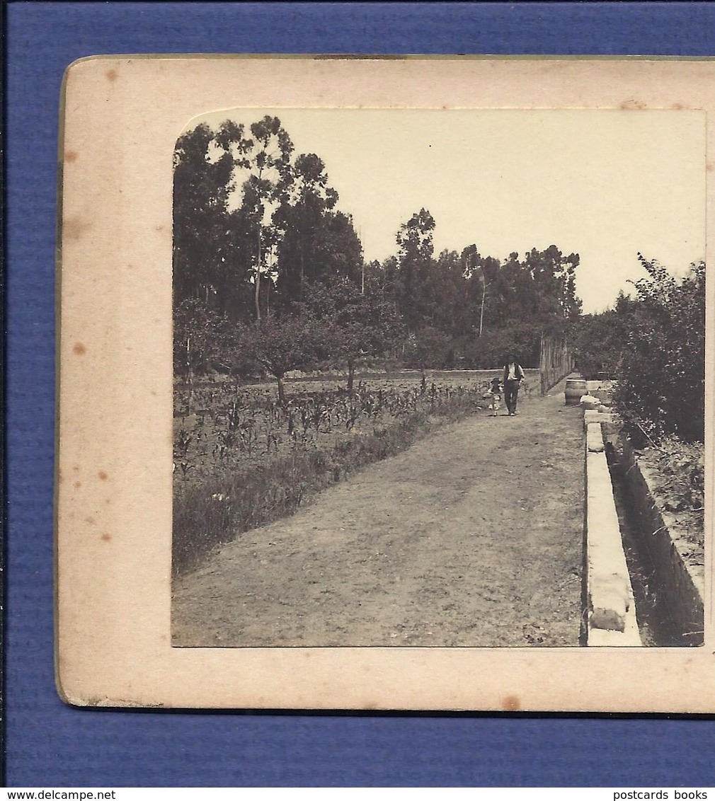 ESTRADA De CANTANHEDE à POCARIÇA Quinta Dr.Viriato Fragoso COIMBRA. FOTO Estereoscopia. Photo STEREOVIEW Portugal 1900s - Photos Stéréoscopiques