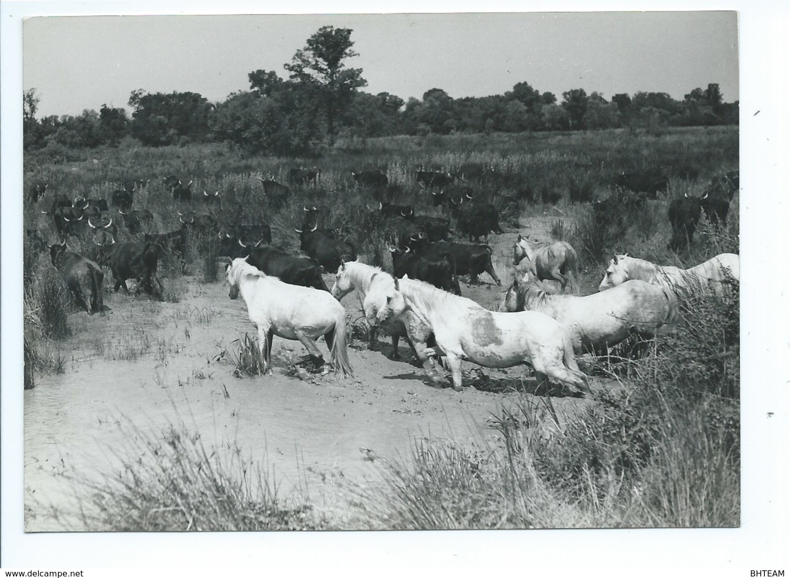 Photo George Arles Manade De Taureaux En Camargue - Arles