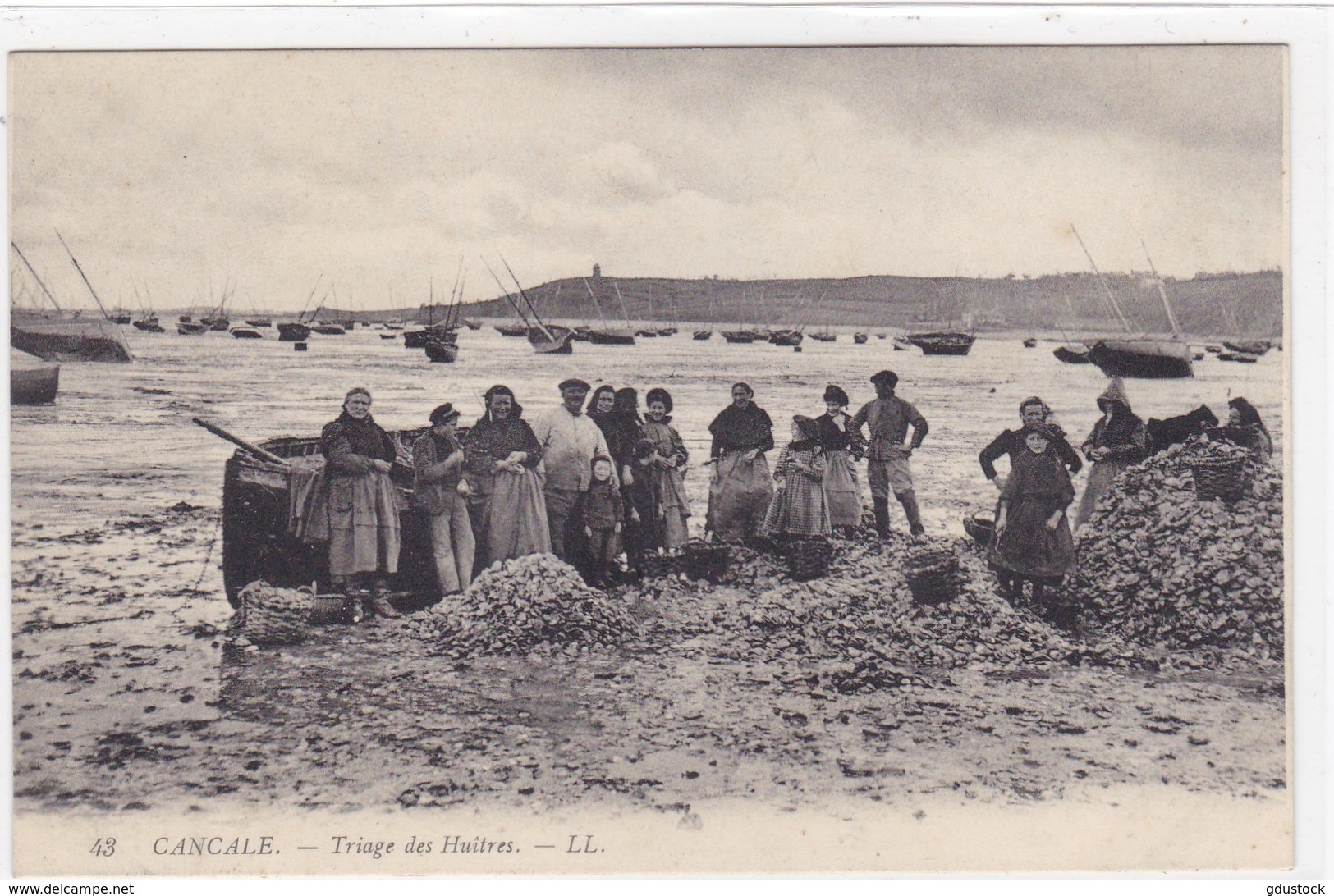 Ille-et-Vilaine - Cancale - Triage Des Huîtres - Cancale