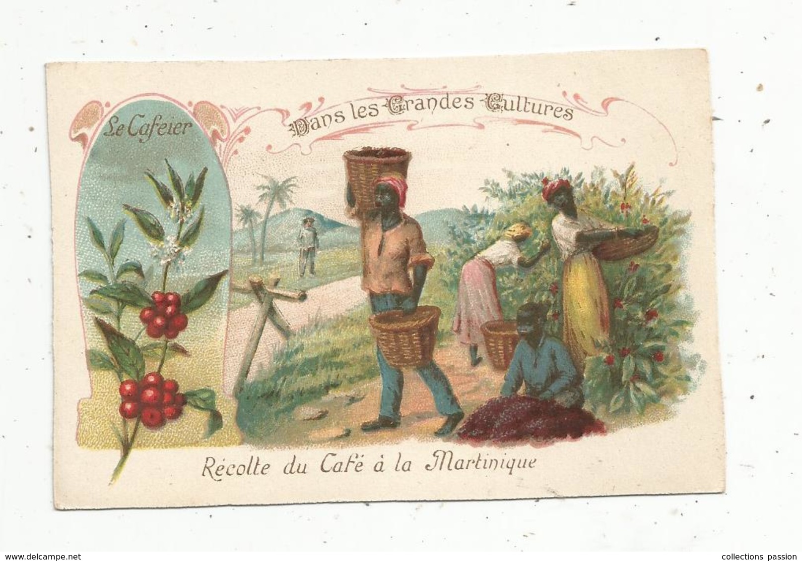 Chromo , Dans Les Grandes Cultures,récolte Du Café à La MARTINIQUE , 2 Scans - Autres & Non Classés