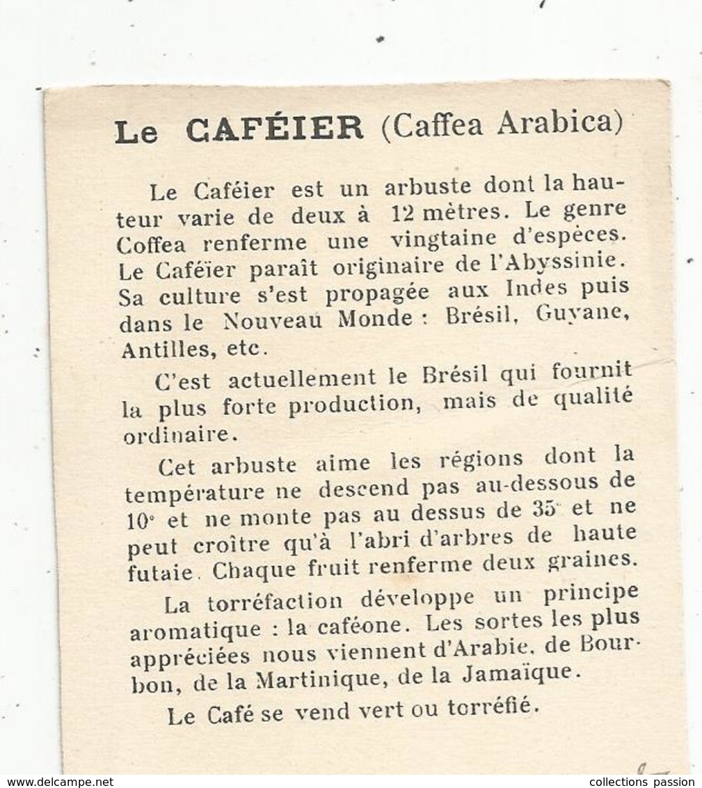 Chromo , Dans Les Grandes Cultures,récolte Du Café à La MARTINIQUE , 2 Scans - Autres & Non Classés