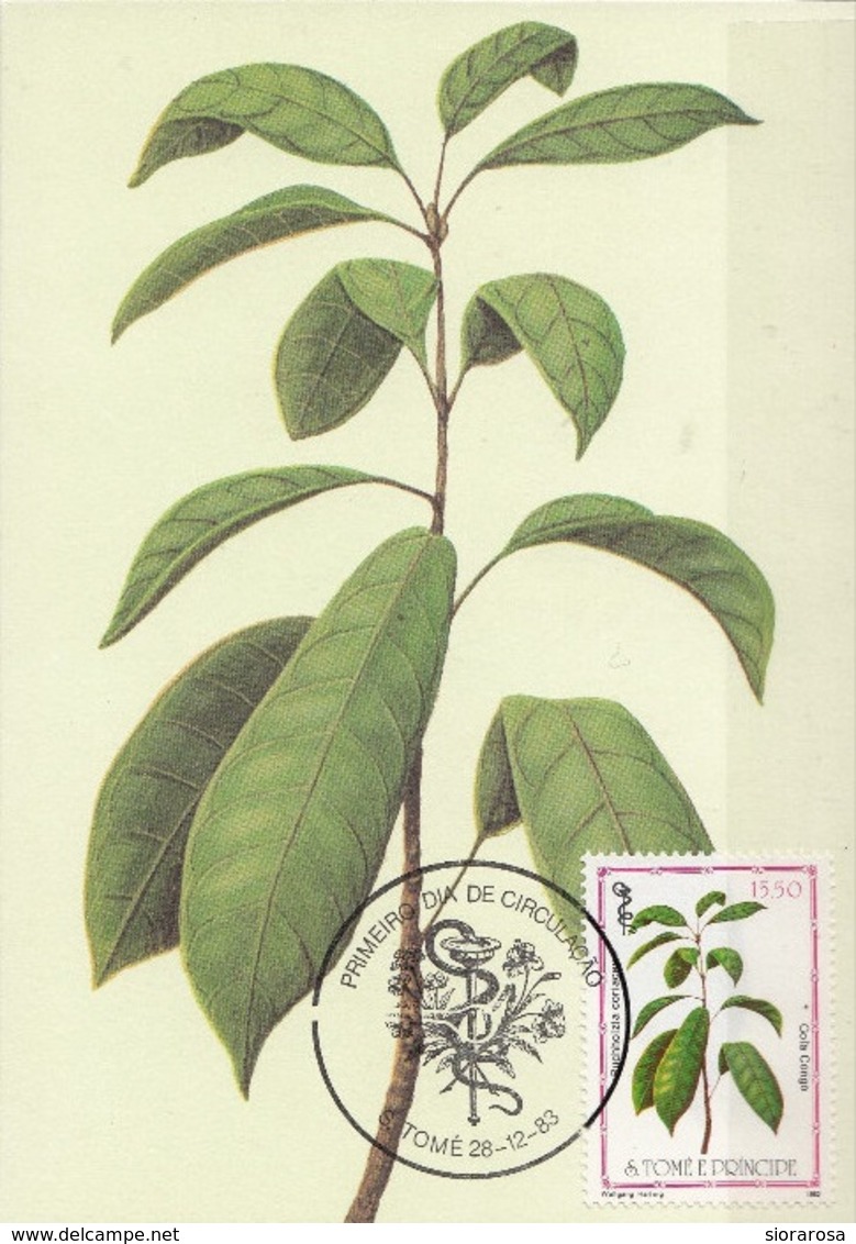 717 S. Tomé E Principe 1983 Medicinal Plants Maximum Card Buchholzia Coriacea Piante Medicinali Maxi - Sao Tomé E Principe