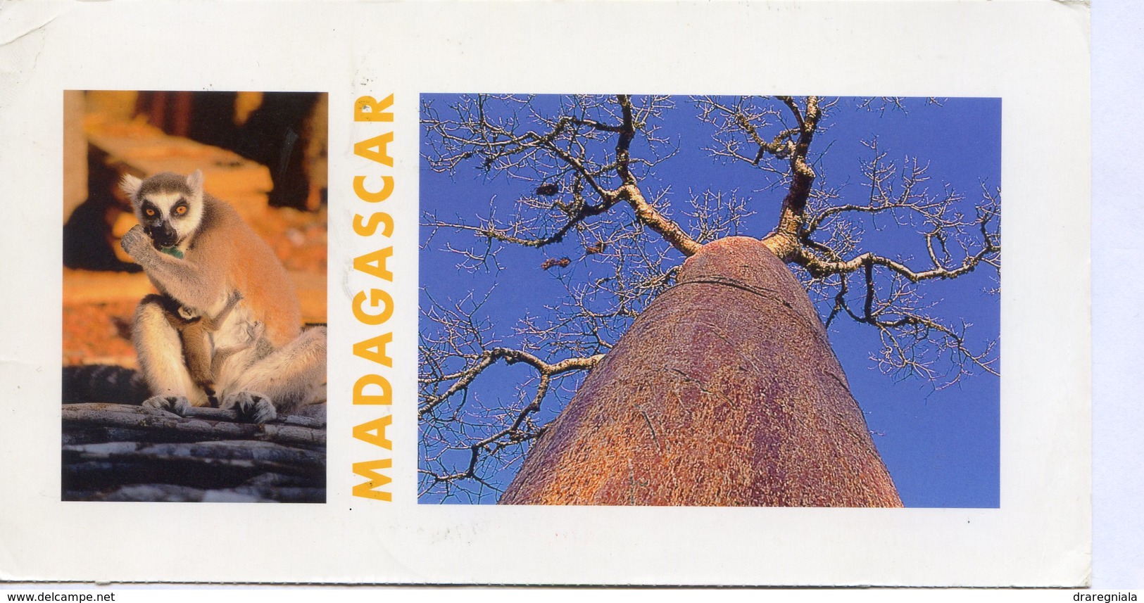 Madagascar - Lémurien - Baobab - Madagascar