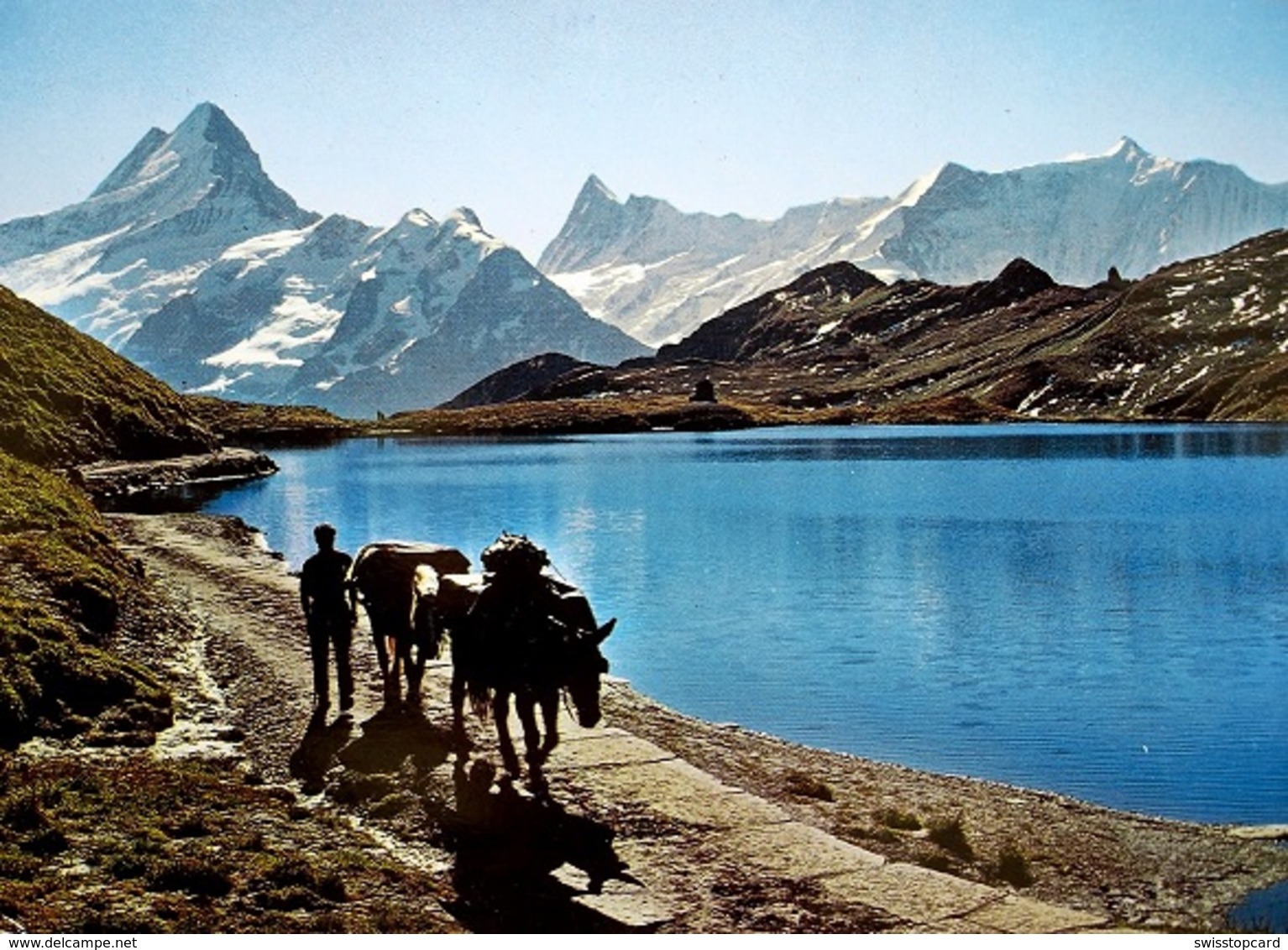 GINDELWALD Am Bachalpsee Maultier-Post Auf Das Faulhorn - Wald