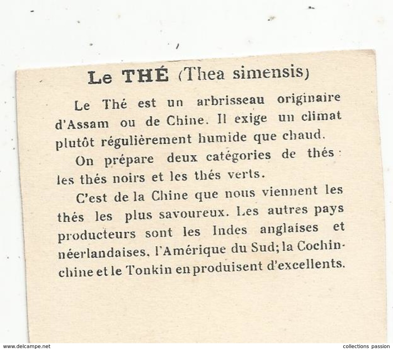 Chromo , Dans Les Grandes Cultures, Cueillette Du Thé En CHINE , 2 Scans - Autres & Non Classés