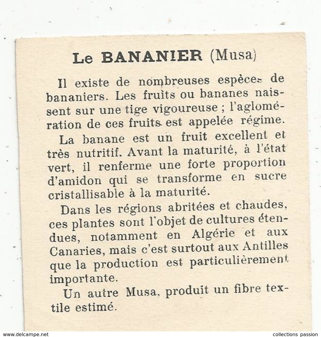 Chromo , Dans Les Grandes Cultures, Récolte Des Bananes , GUADELOUPE , 2 Scans - Autres & Non Classés