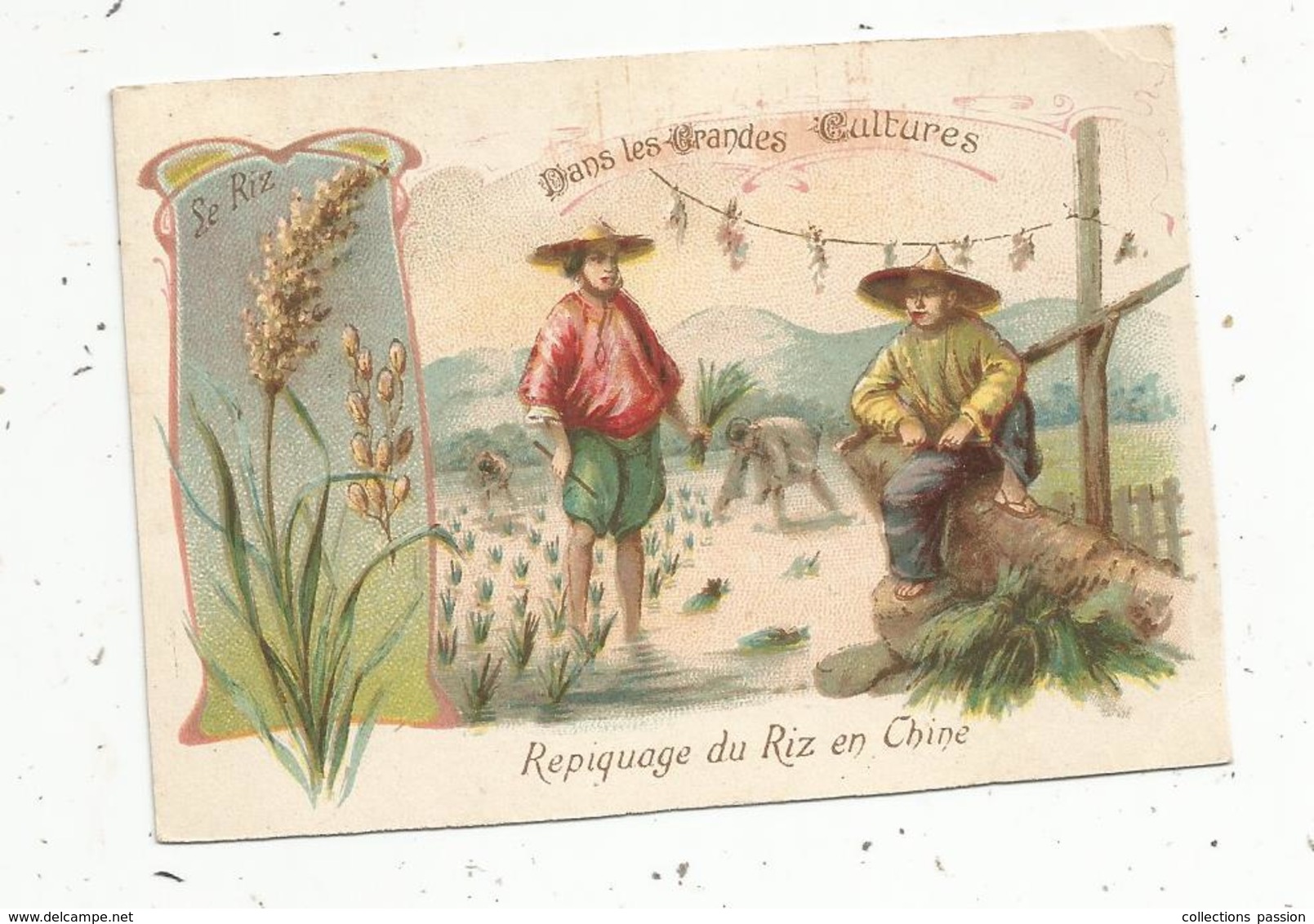 Chromo , Dans Les Grandes Cultures, Repiquage Du Riz En CHINE , 2 Scans - Autres & Non Classés