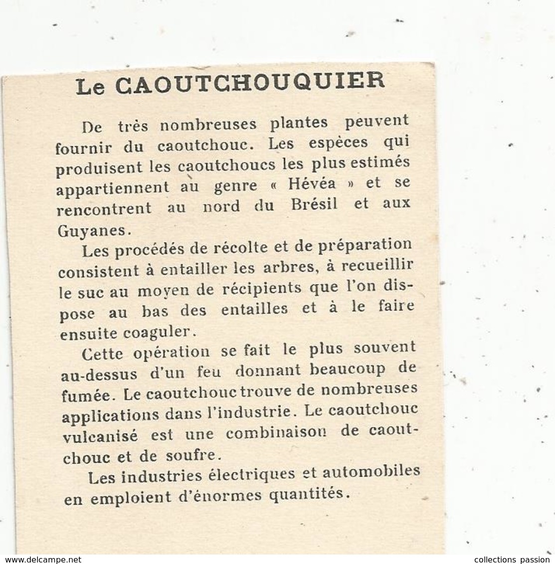 Chromo , Dans Les Grandes Cultures, Dessication Du Caoutchouc , Brésil , Guyanes , 2 Scans - Autres & Non Classés