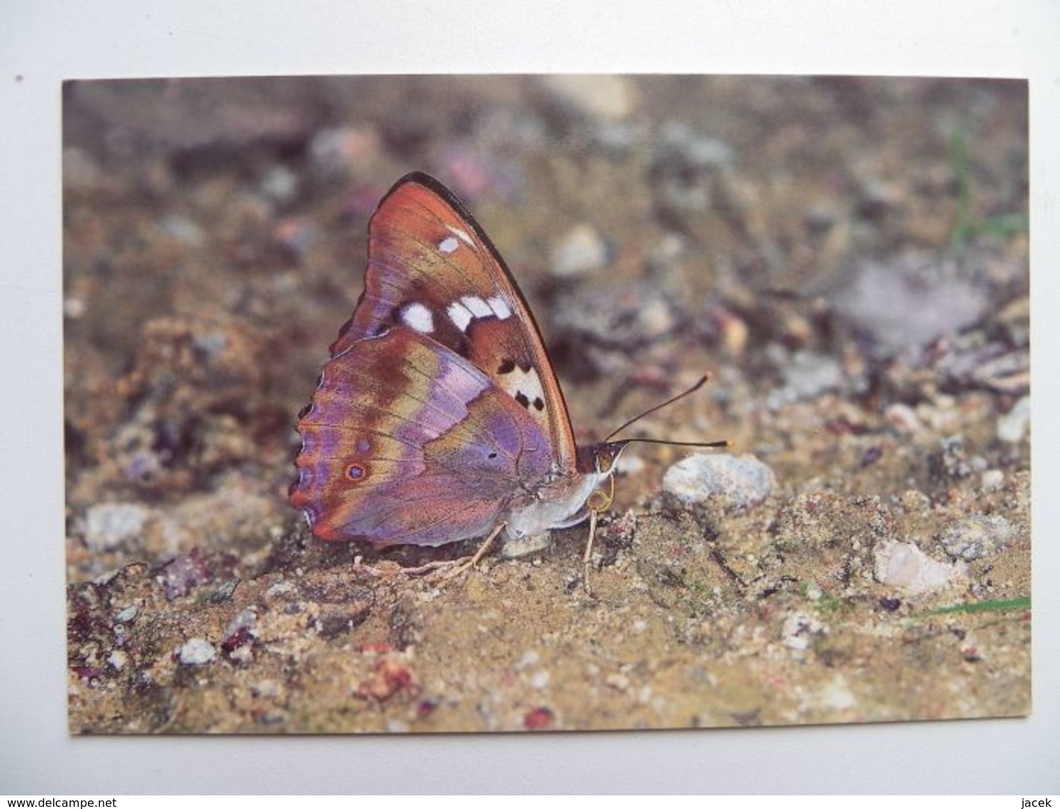 Polish BUTTERFLY - PAPILLON - Papillons