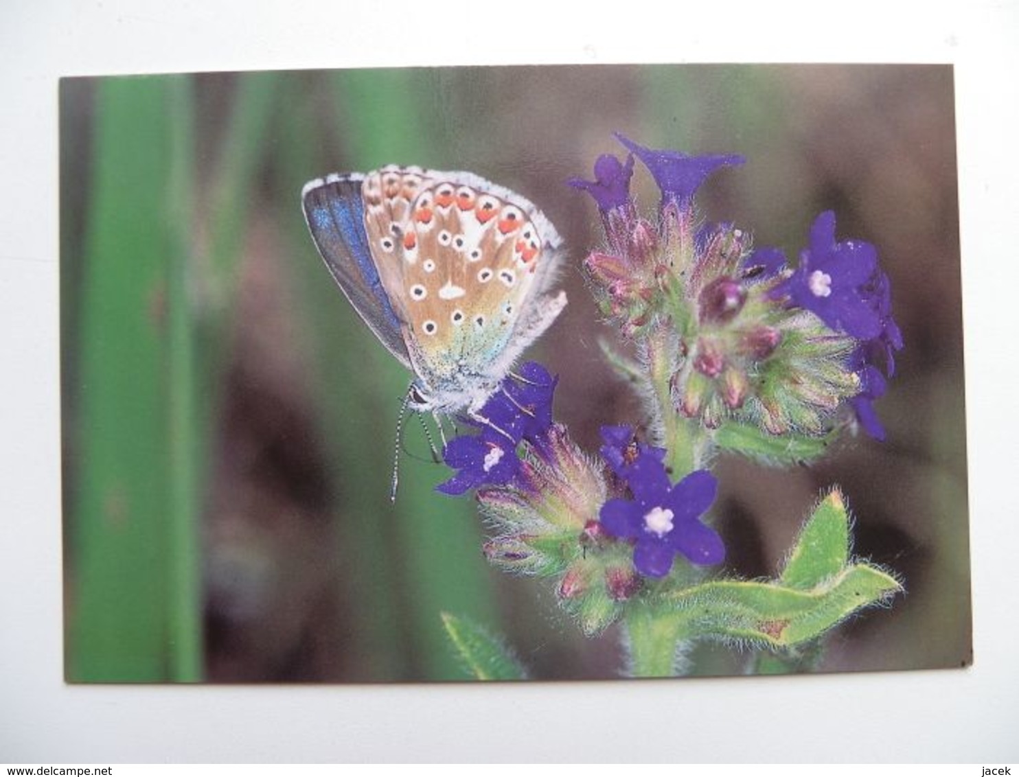 Polish BUTTERFLY - PAPILLON - Papillons