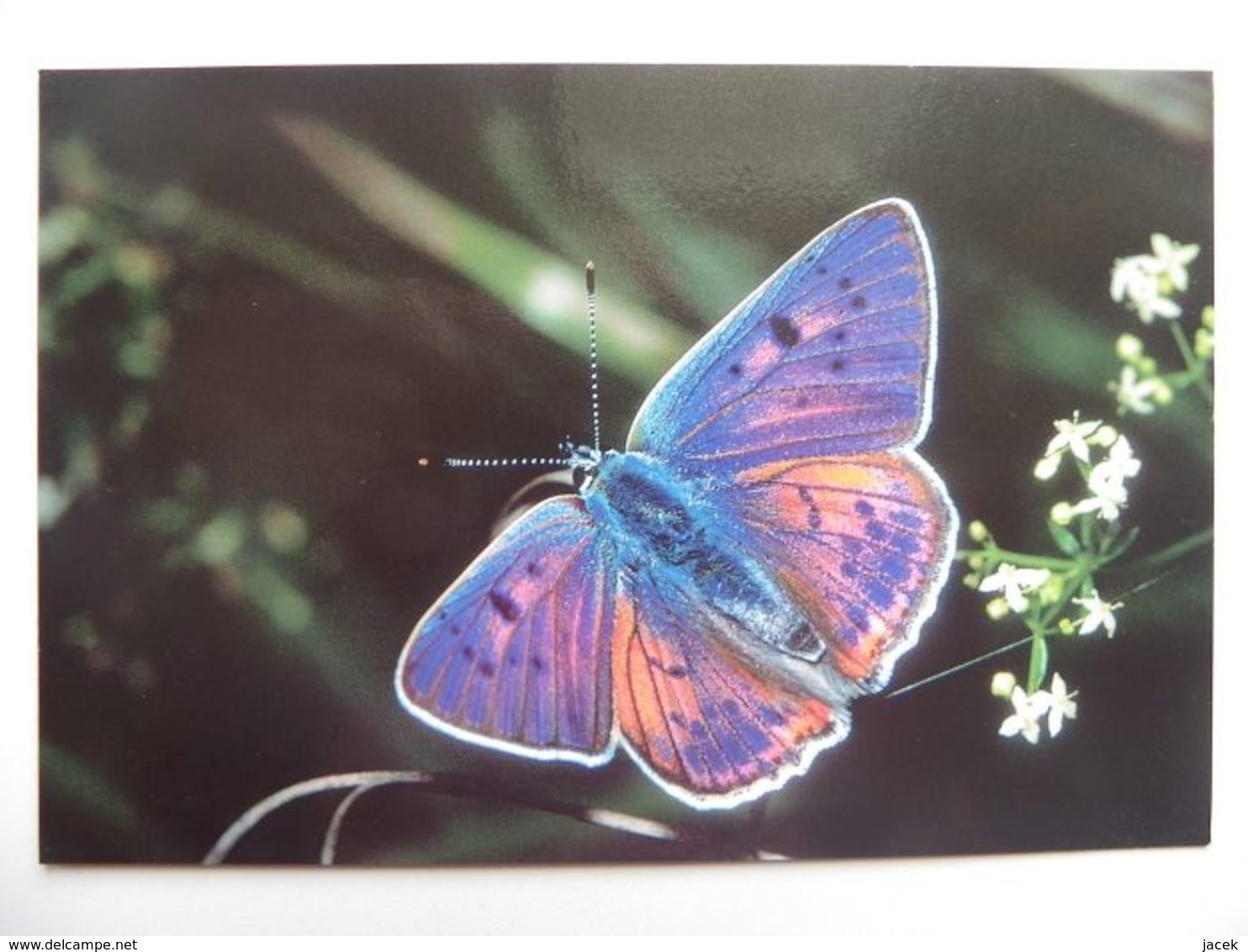 Polish BUTTERFLY - PAPILLON - Papillons