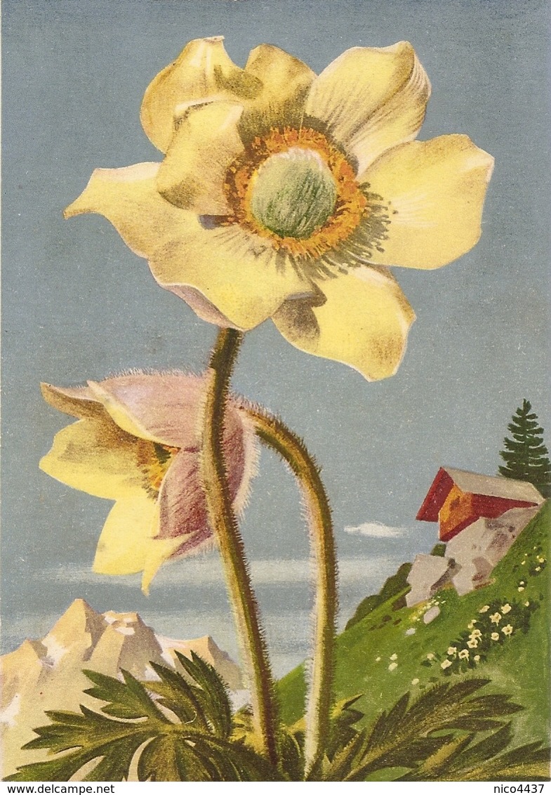 Cpsm La Flore De Montagne Anémone Soufrée - Fleurs